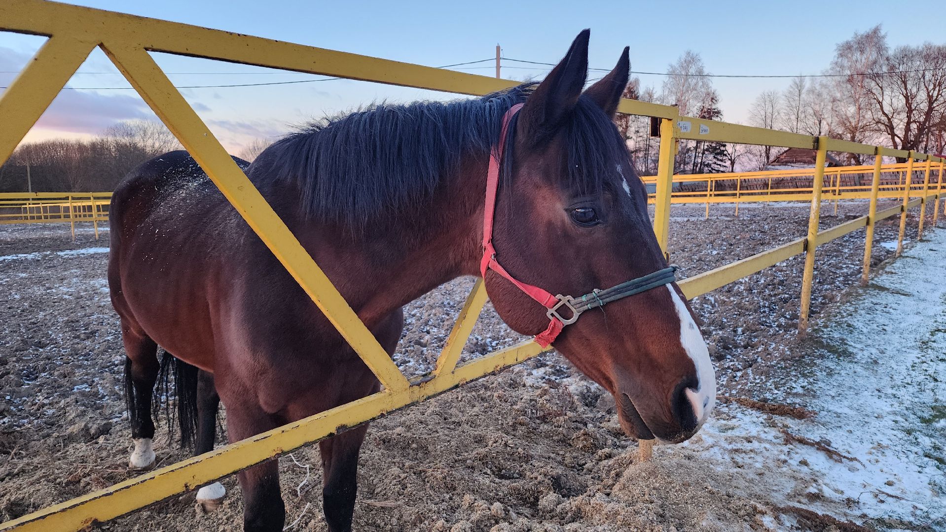год лошади, волоколамск, символ нового года,