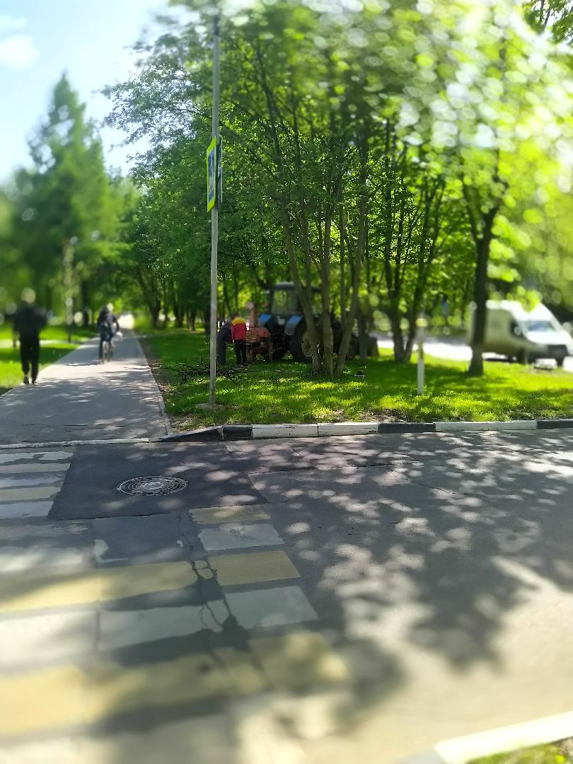 Долгопрудный, опиловка, деревья, ветки