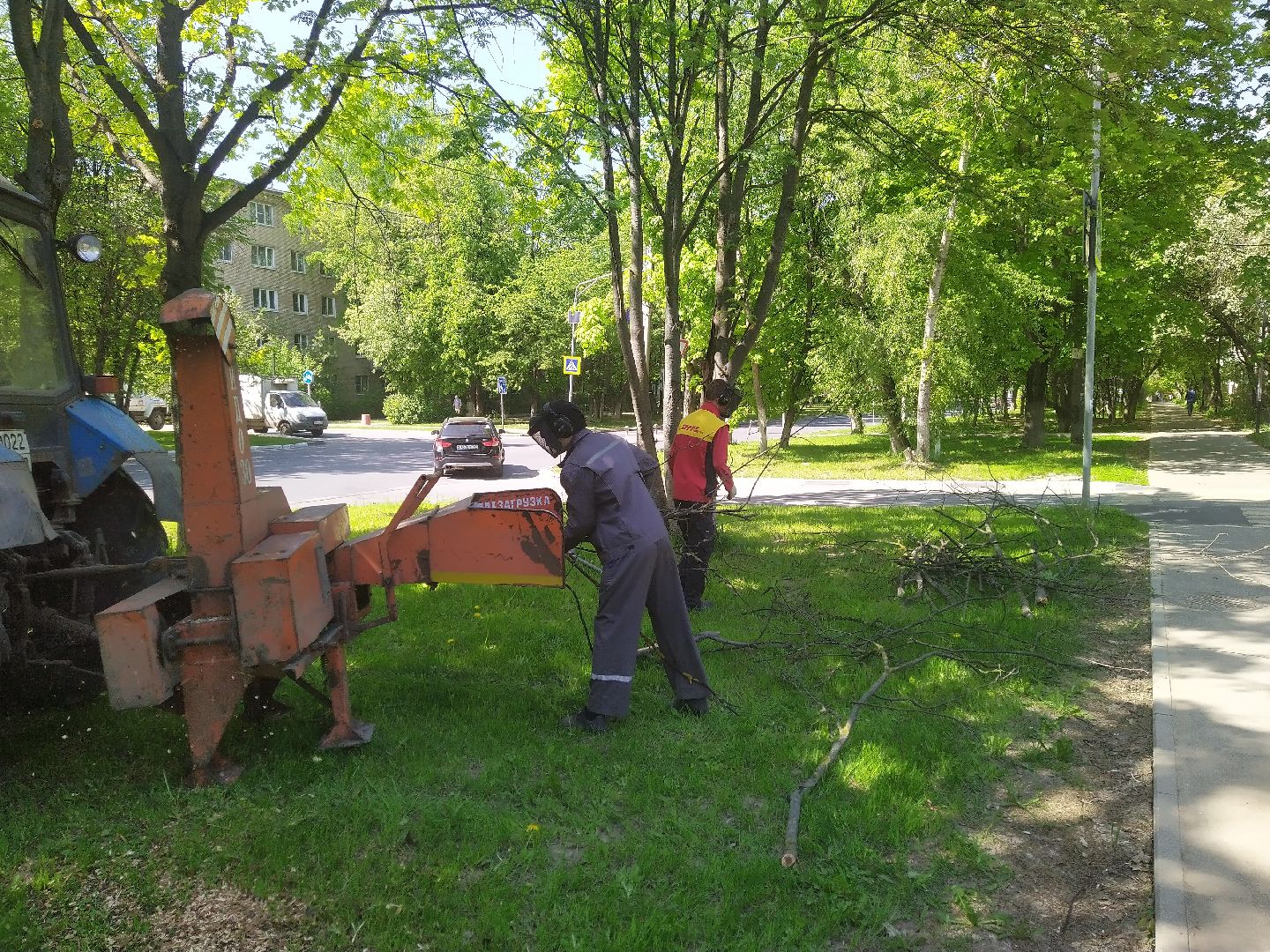 Долгопрудный, опиловка, деревья, ветки