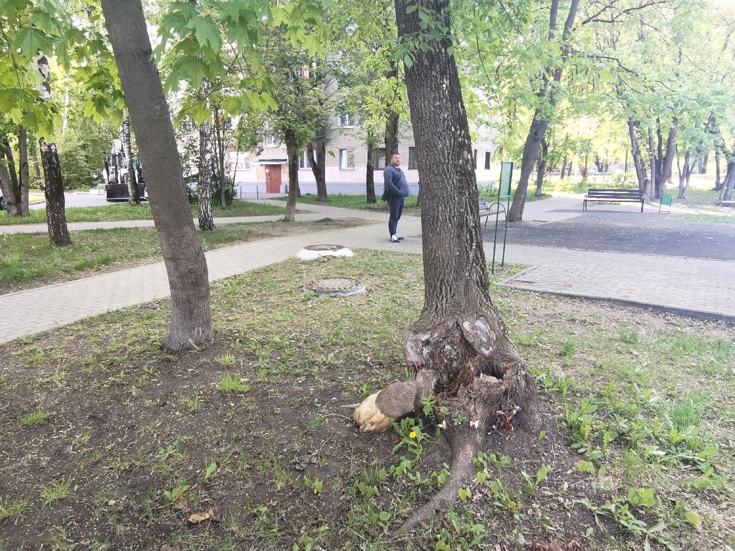 Балашиха, дерево, аварийное дерево, растения, улица Советская дом 24, Благоустройство, автовышка, бригада, спиливание веток, пень