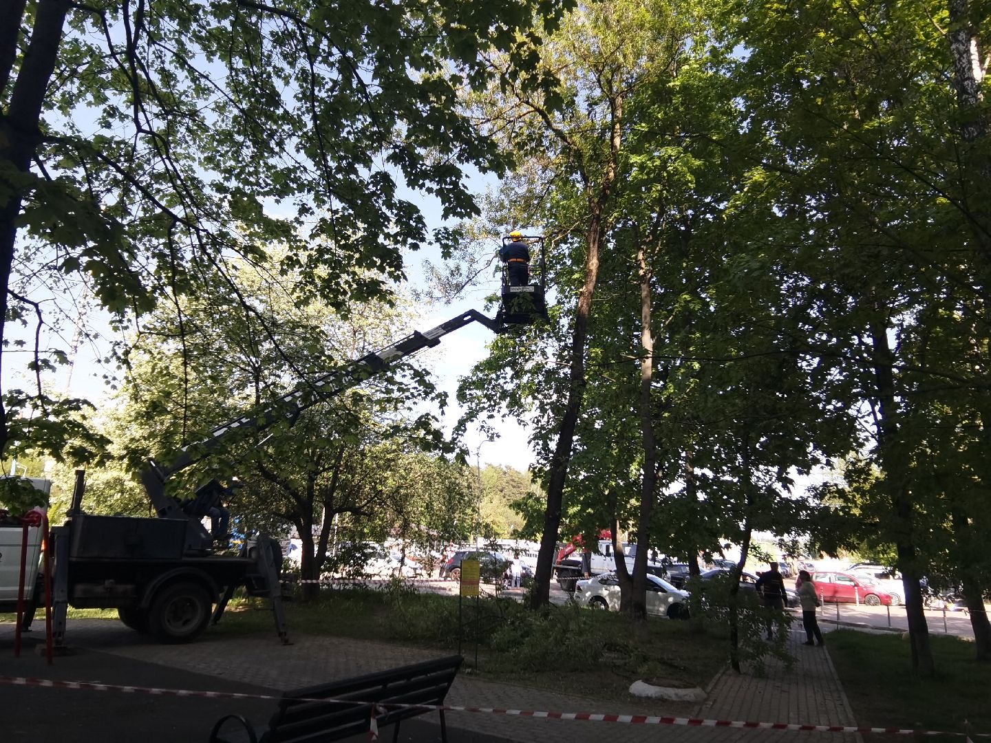 Балашиха, дерево, аварийное дерево, растения, улица Советская дом 24, Благоустройство, автовышка, бригада, спиливание веток, пень