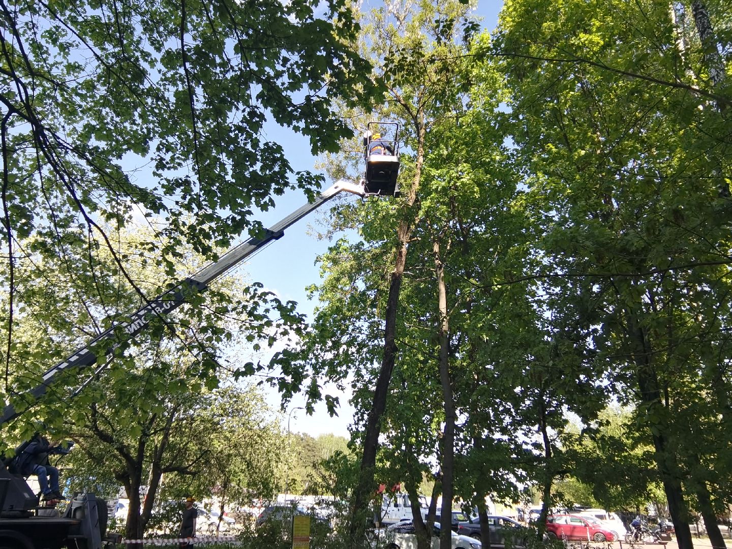 Балашиха, дерево, аварийное дерево, растения, улица Советская дом 24, Благоустройство, автовышка, бригада, спиливание веток, пень