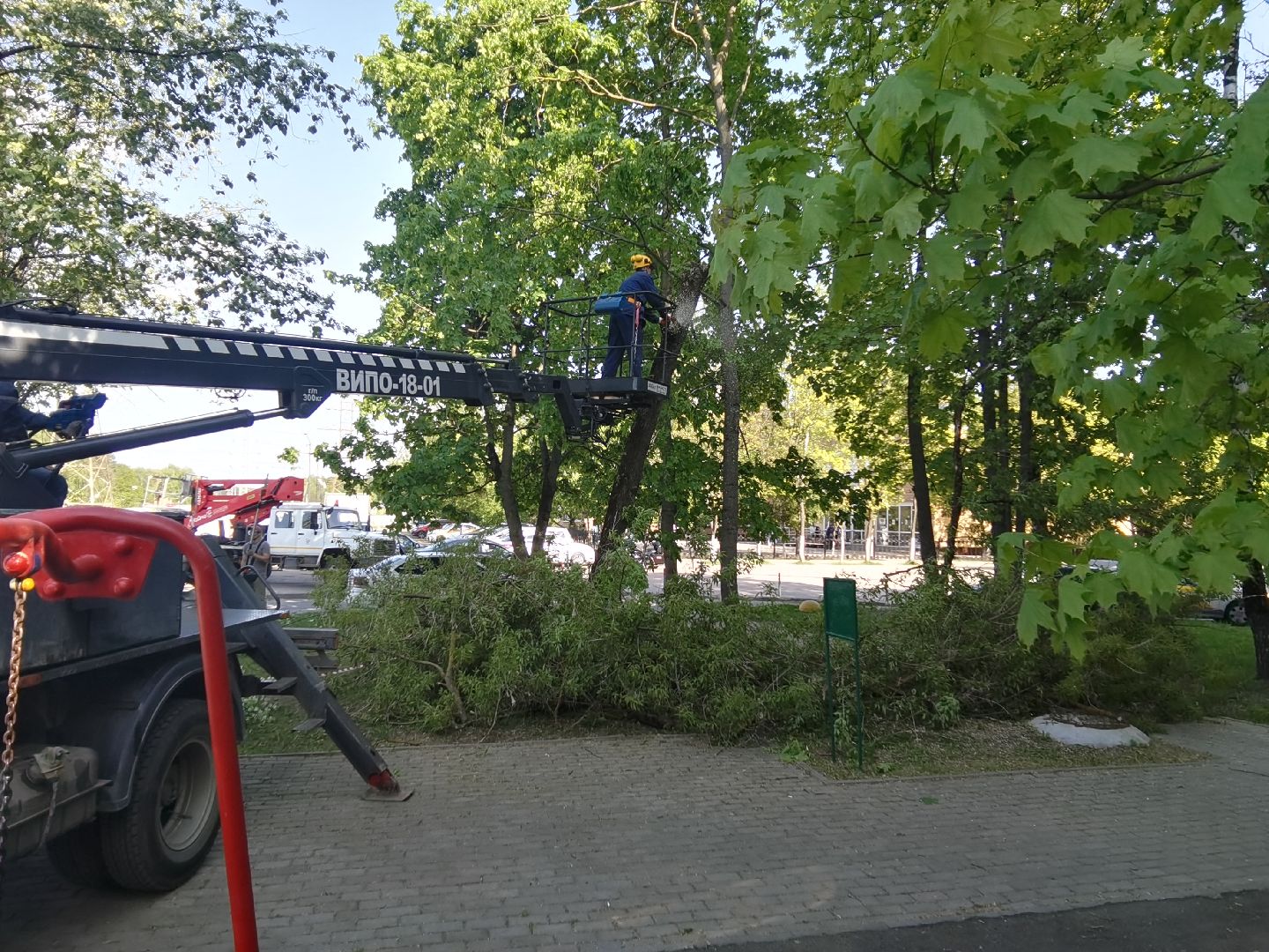 Балашиха, дерево, аварийное дерево, растения, улица Советская дом 24, Благоустройство, автовышка, бригада, спиливание веток, пень