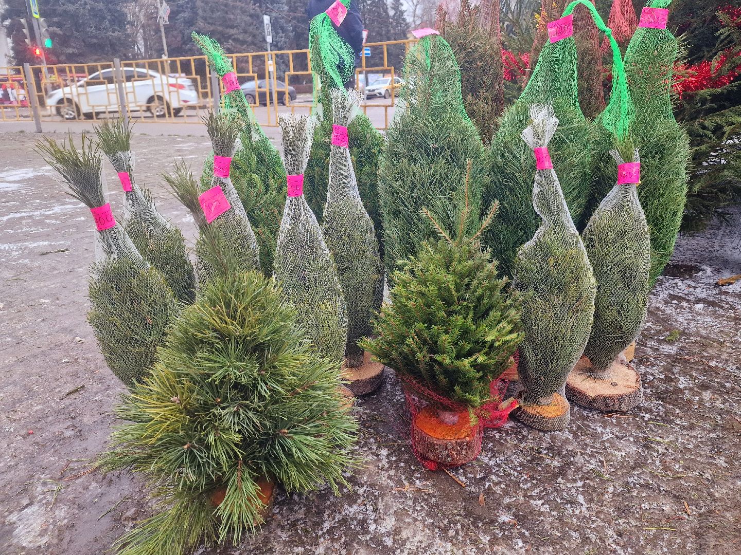 воскресенск, елочные базары,