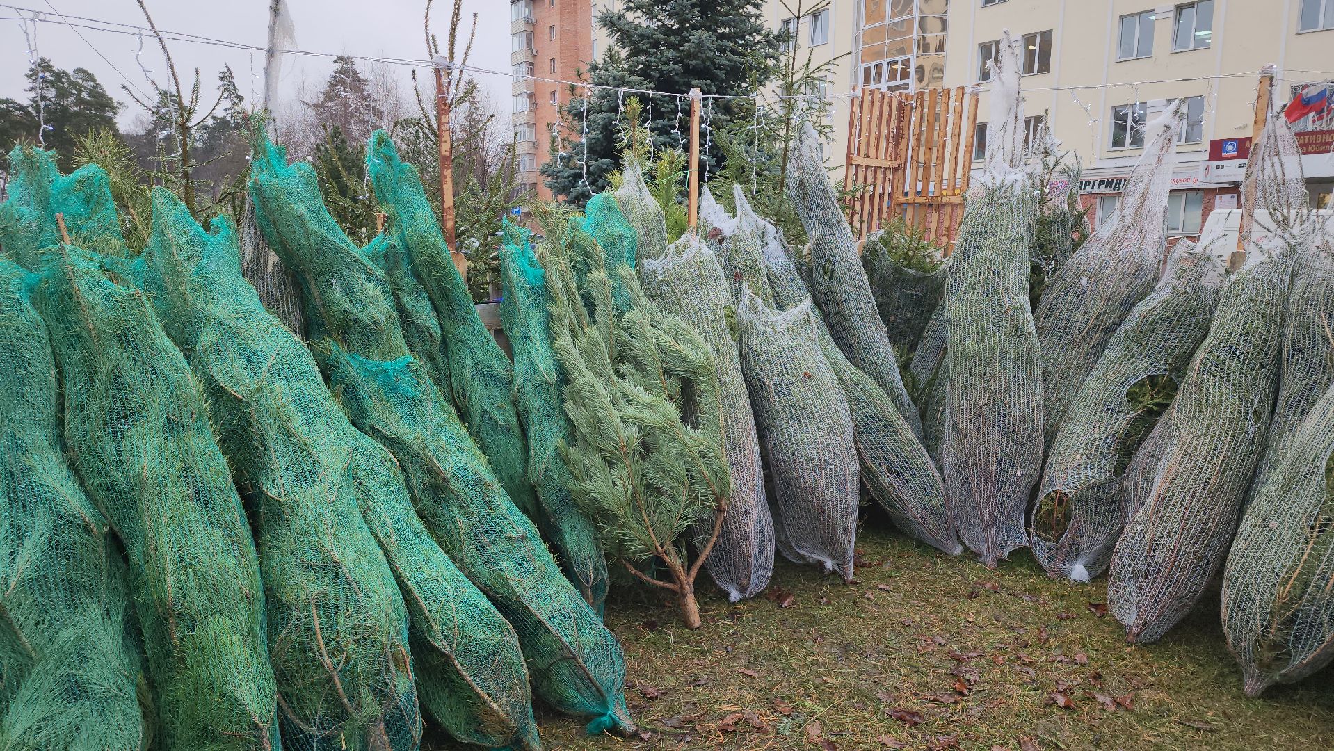 королёв, елочные базары, Елки в Королеве,