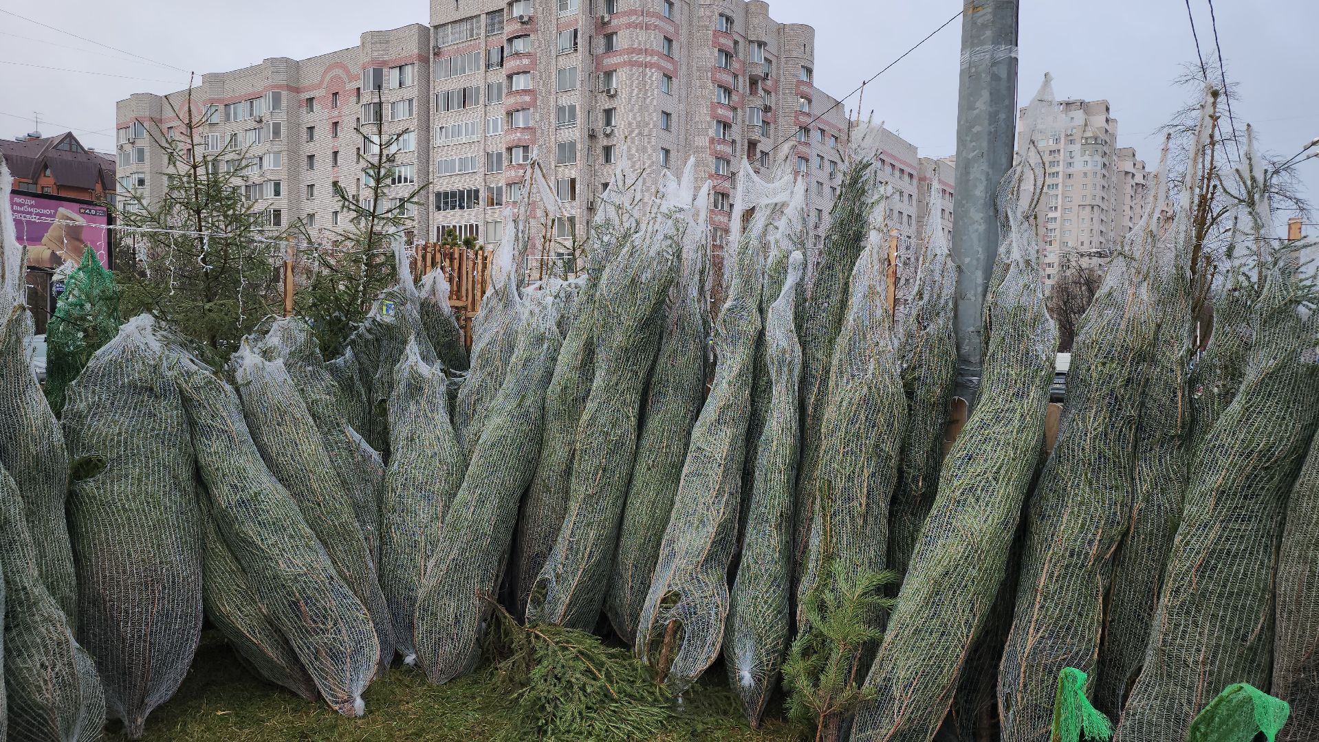 королёв, елочные базары, Елки в Королеве,