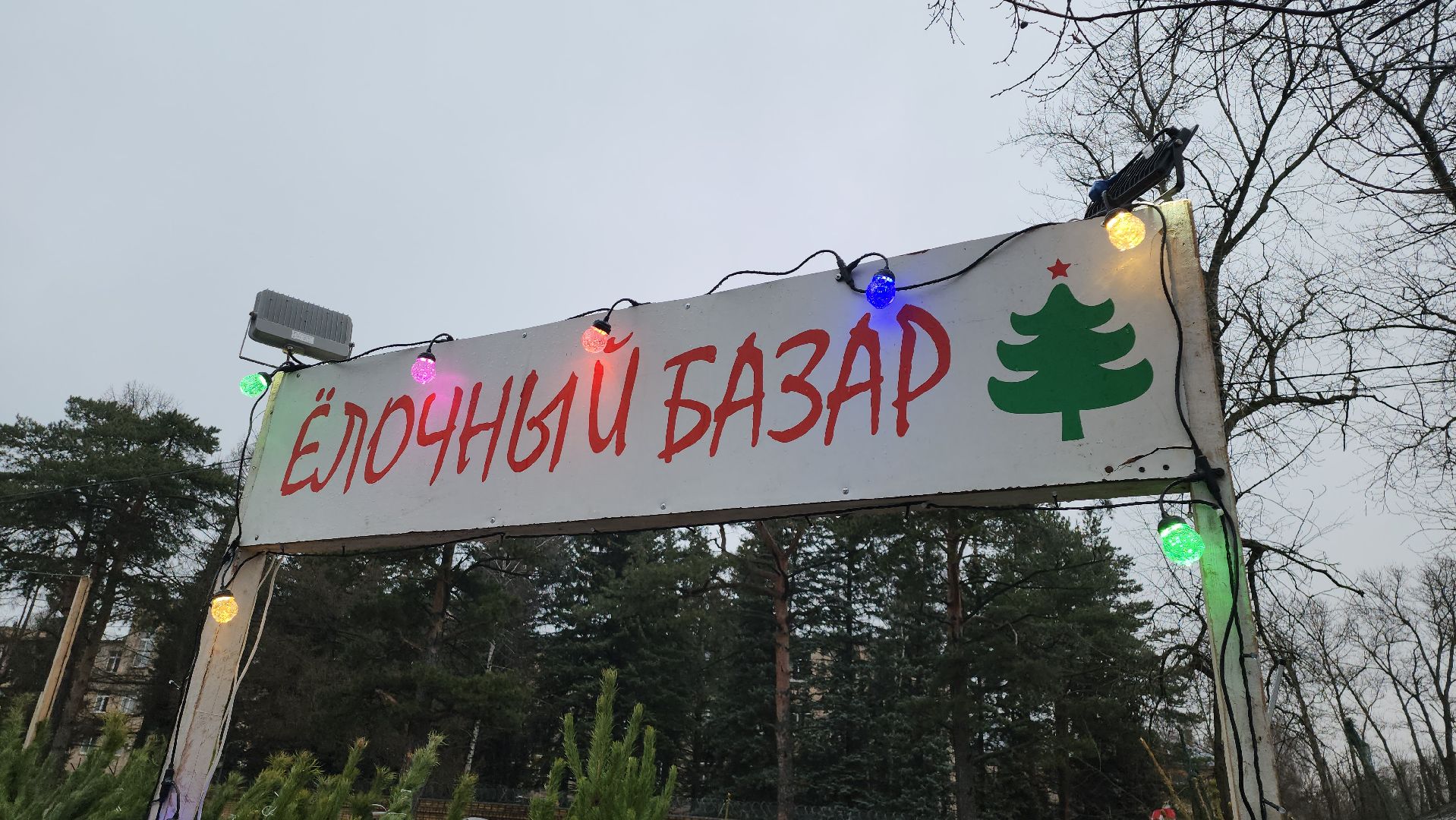 Более десяти базаров: где в Королёве можно купить ёлку на Новый год