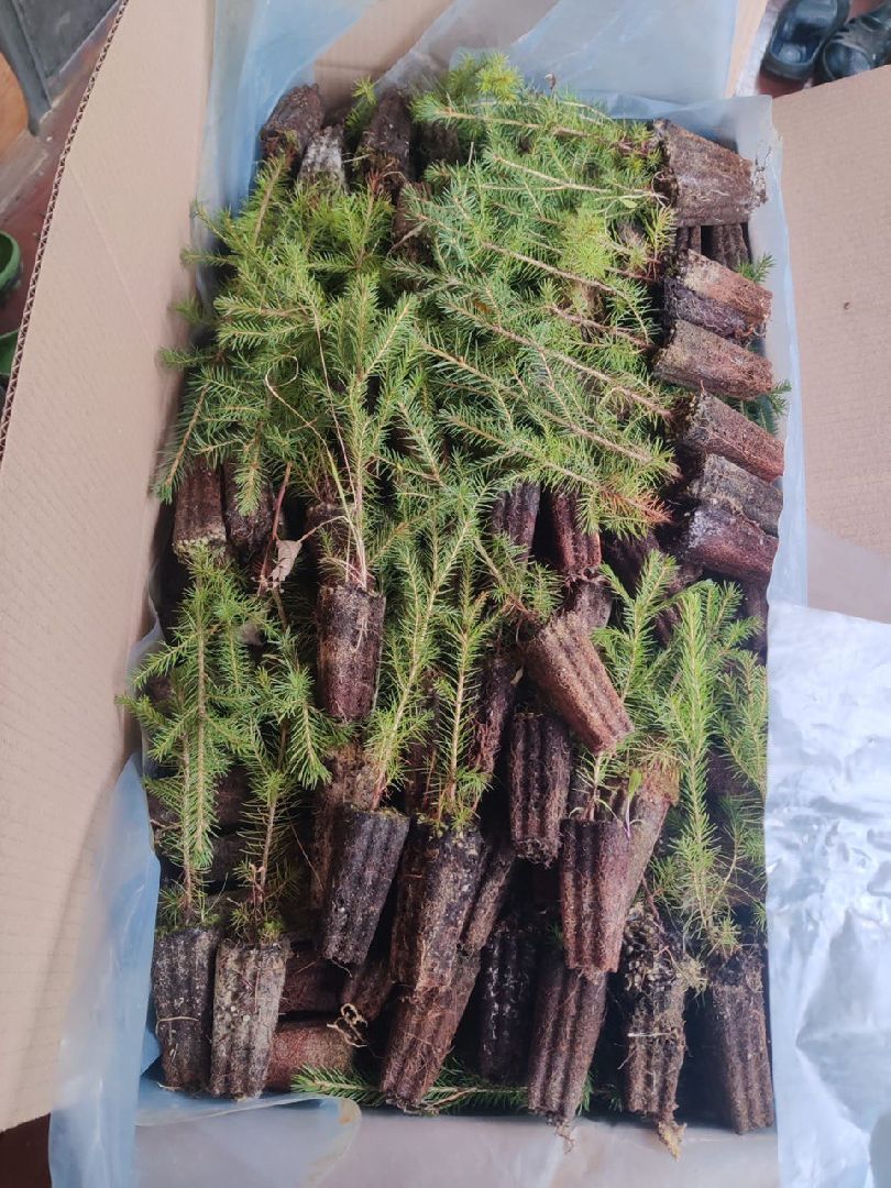 пущино, серпухов, новый год,