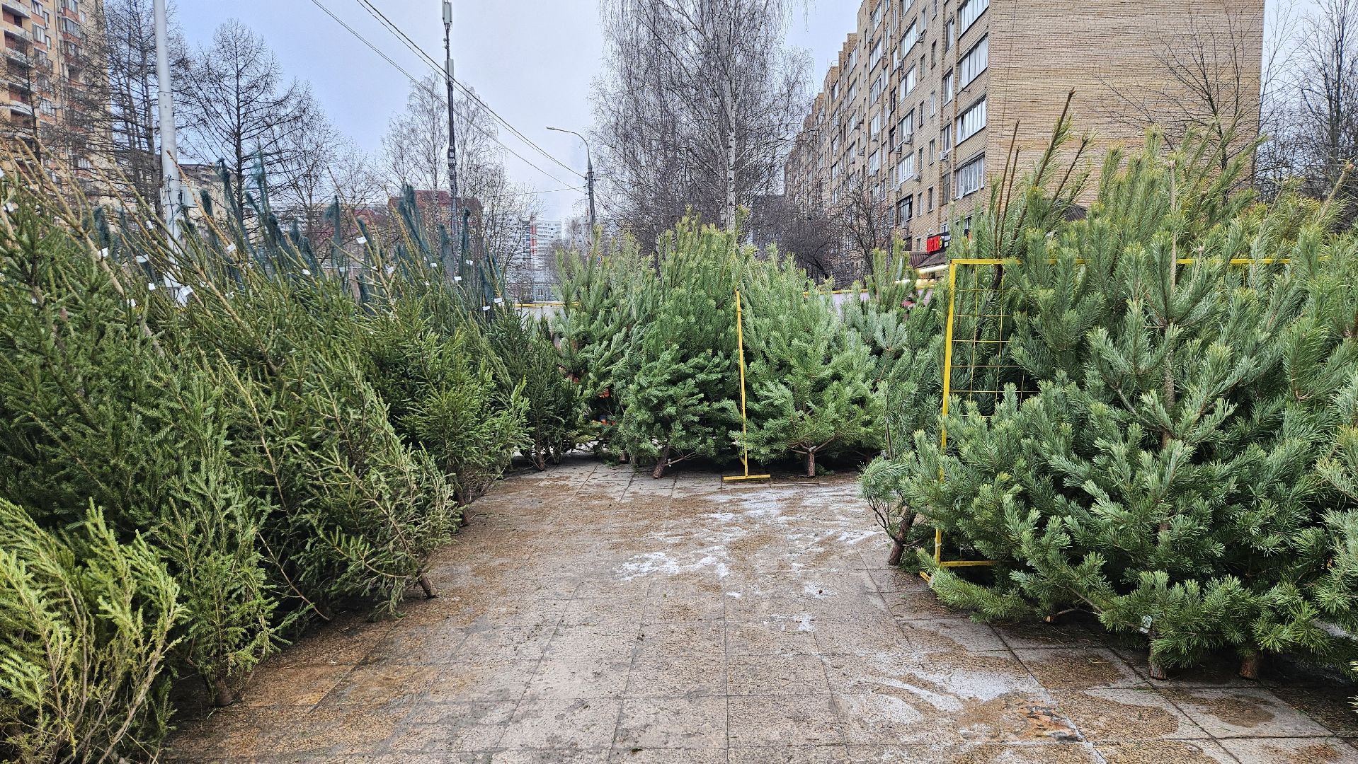 долгопрудный, елочный базар, ёлка, ель на новый год,