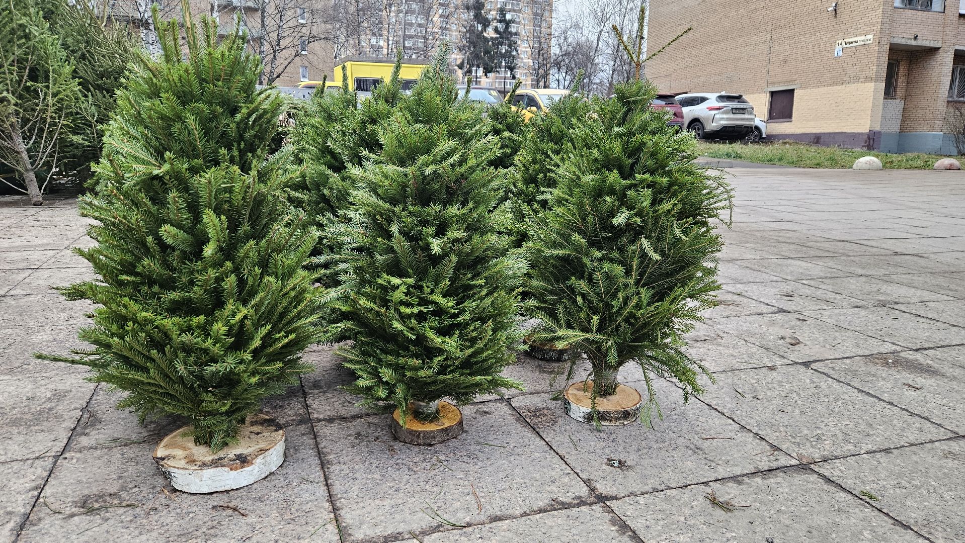 долгопрудный, елочный базар, ёлка, ель на новый год,