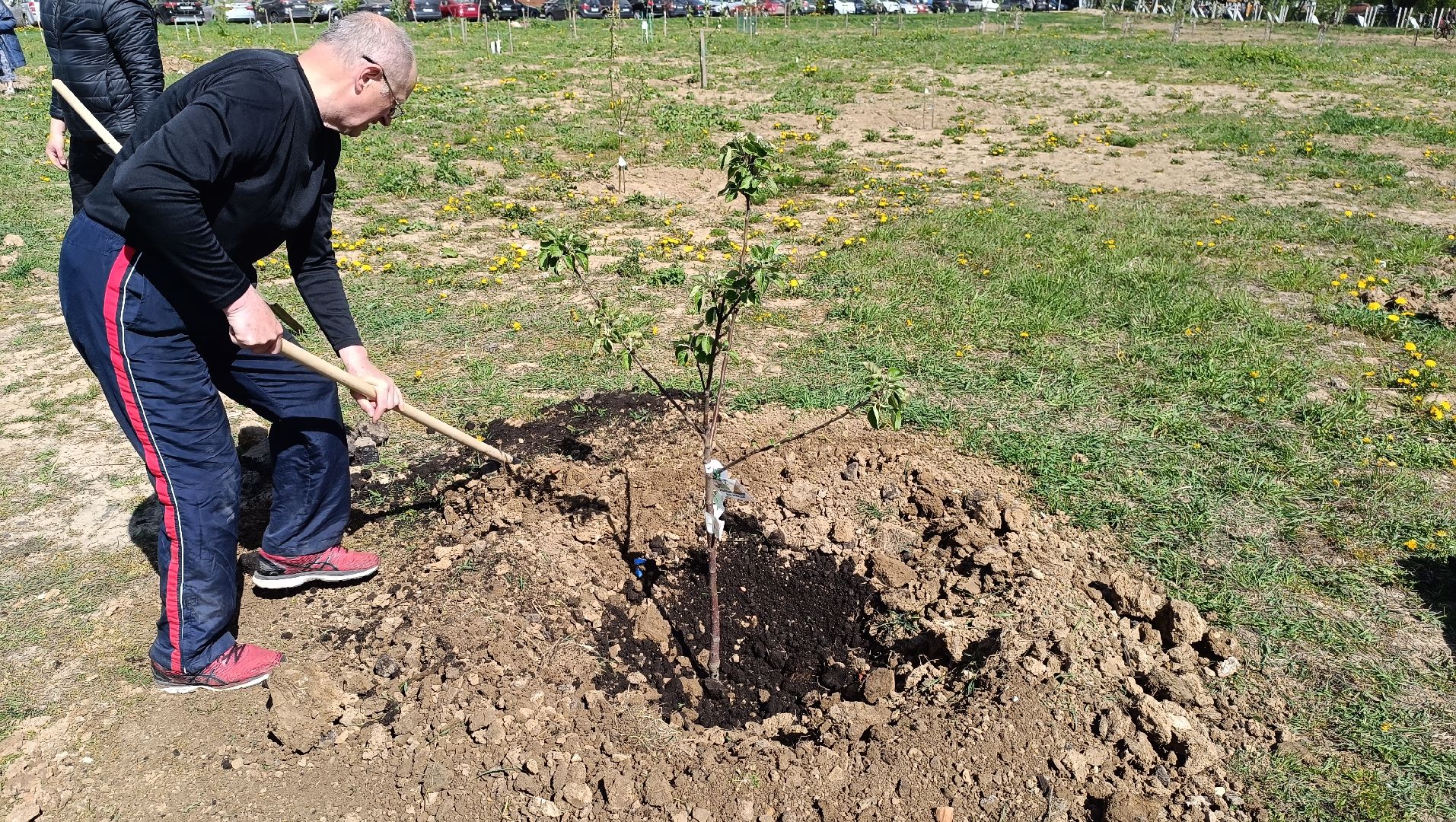 Лобня, дерево, акция
