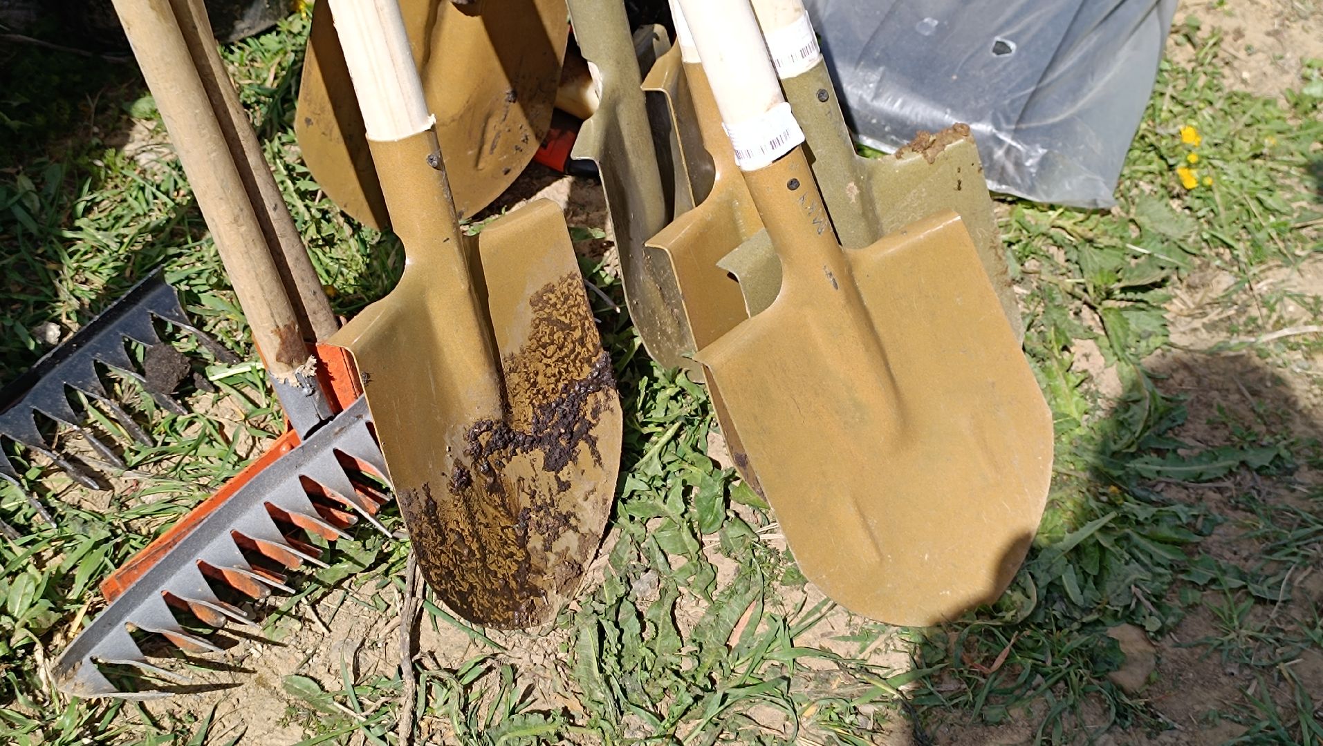 Лобня, дерево, акция