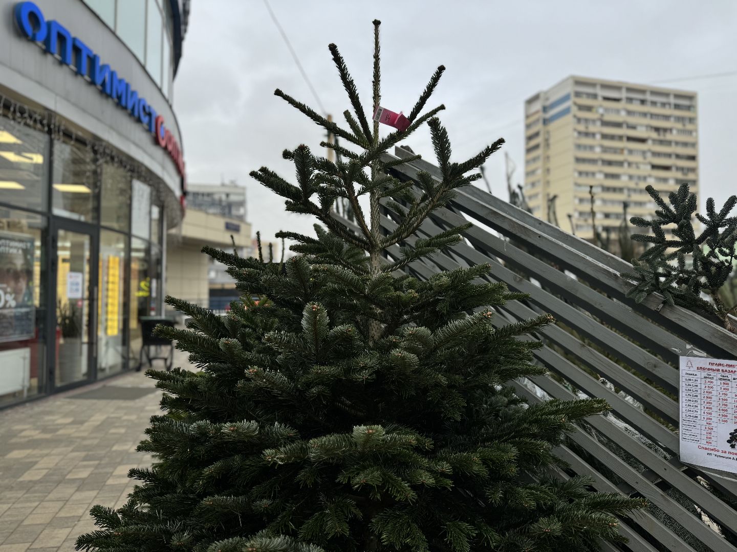 зима в подмосковье, ленинский городской округ, елочные базары, хвойные деревья,