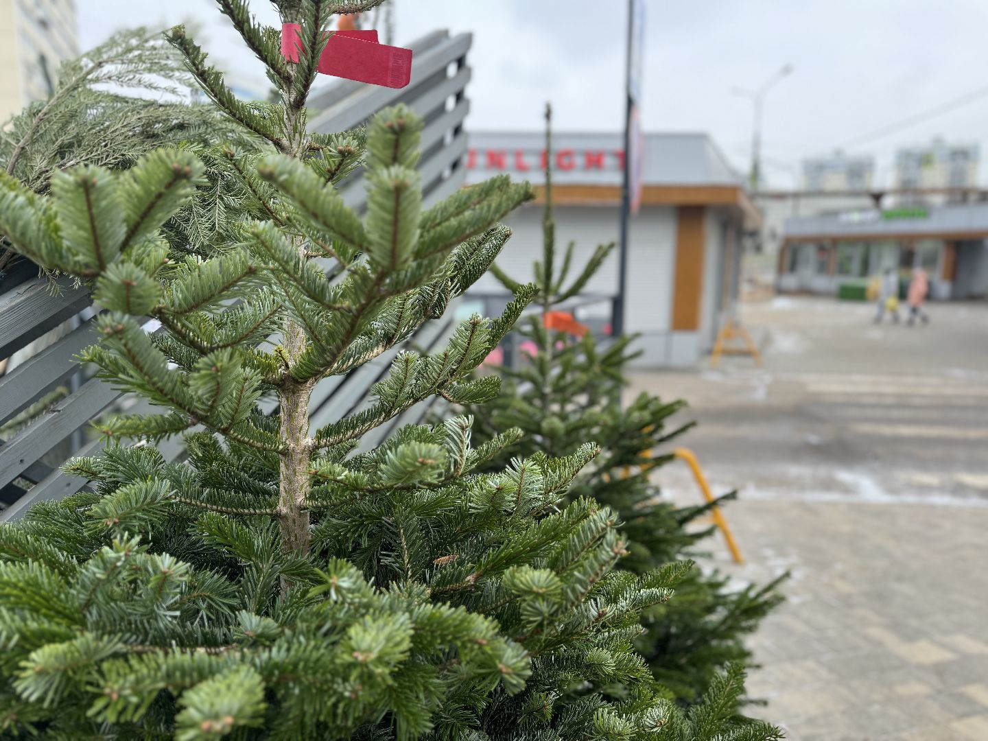 зима в подмосковье, ленинский городской округ, елочные базары, хвойные деревья,