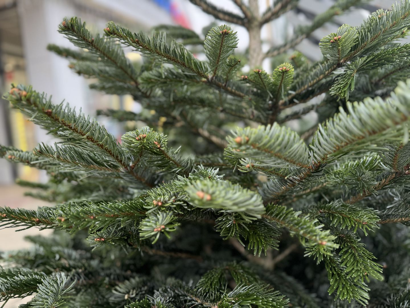 зима в подмосковье, ленинский городской округ, елочные базары, хвойные деревья,