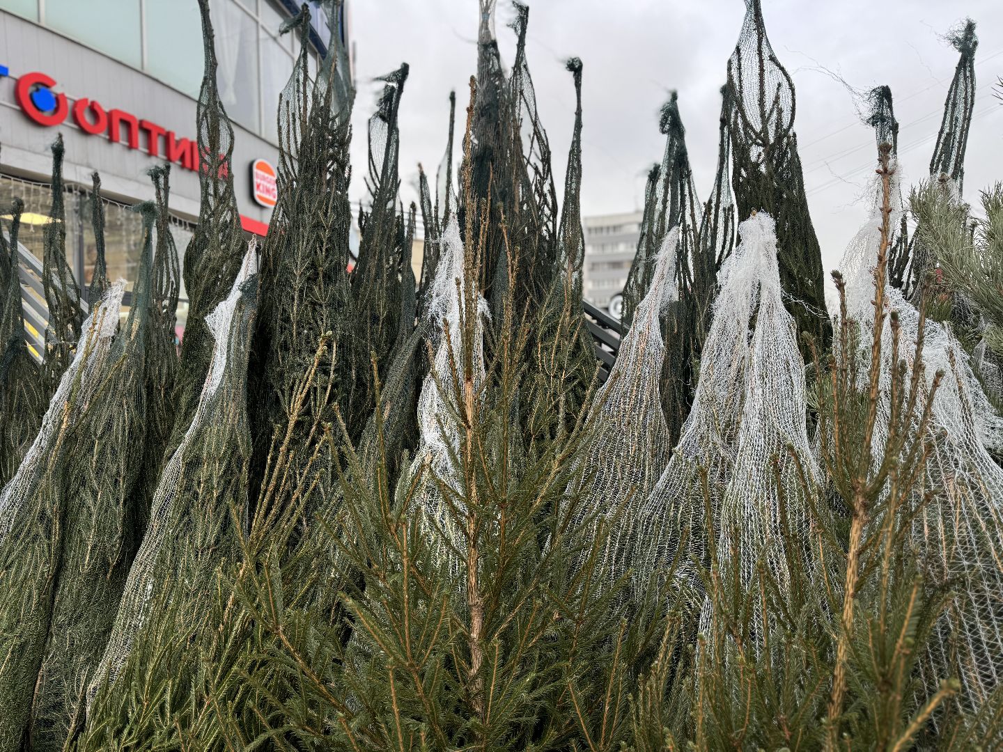 зима в подмосковье, ленинский городской округ, елочные базары, хвойные деревья,