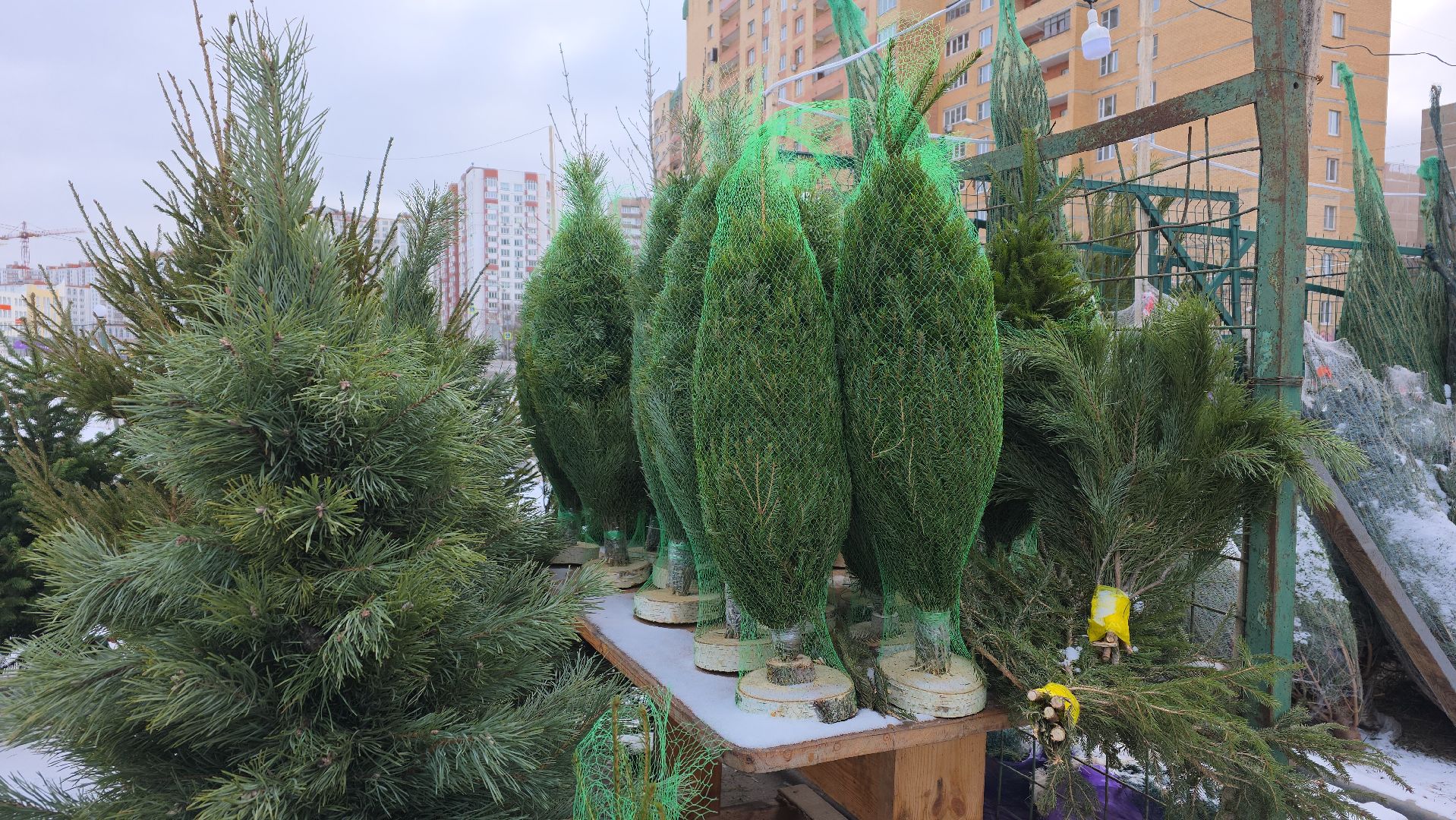 елочный базар, новый год, зима в подмосковье,