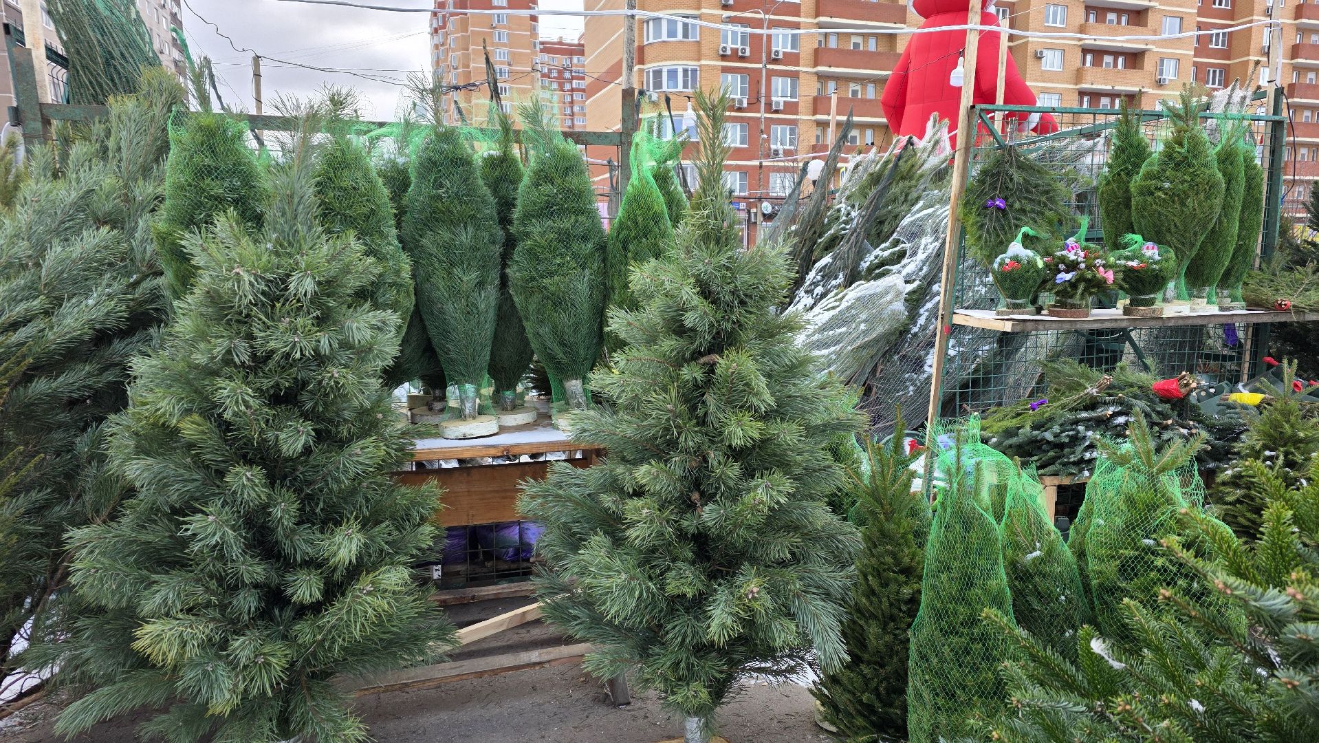 елочный базар, новый год, зима в подмосковье,