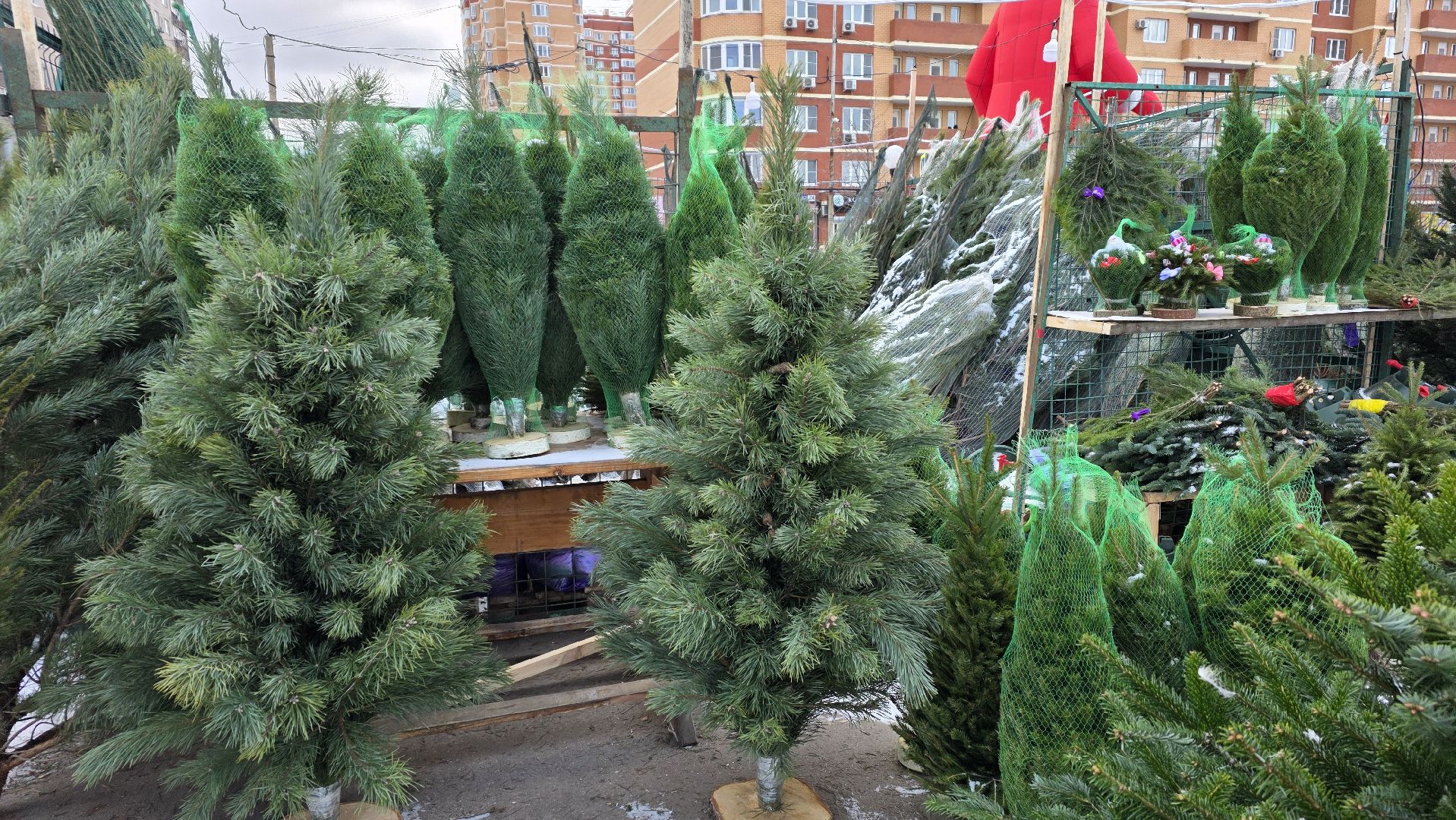 елочный базар, новый год, зима в подмосковье,