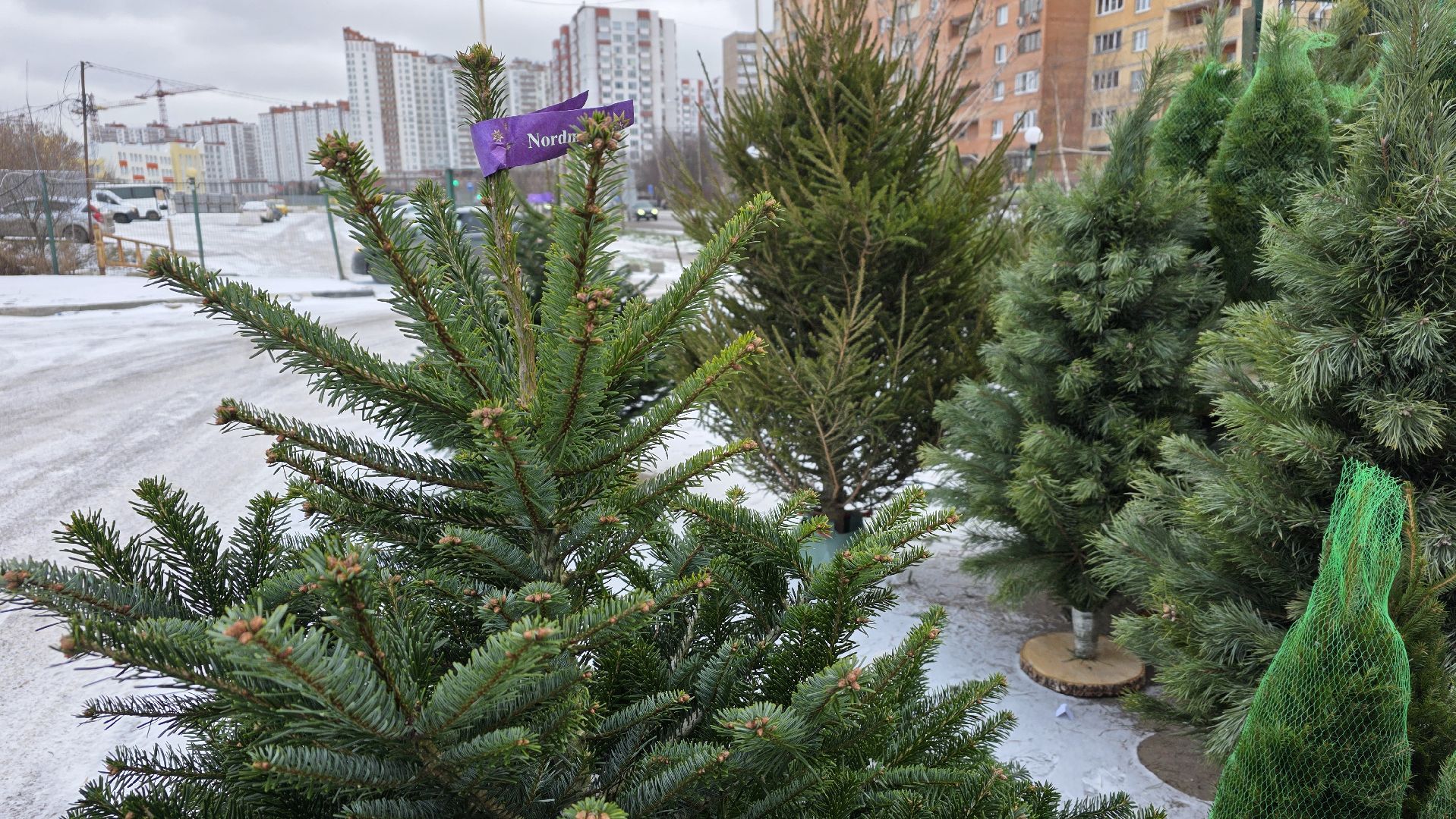 елочный базар, новый год, зима в подмосковье,