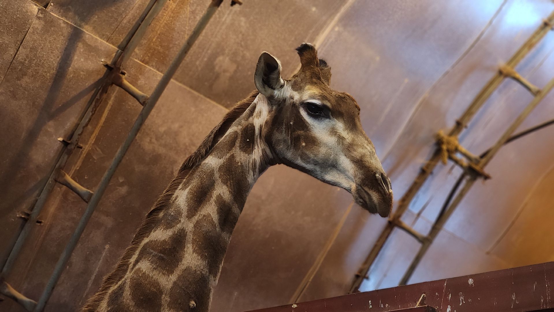 волоколамск, сычево, центр воспроизводства редких видов животных, пони, глафира, досуг,