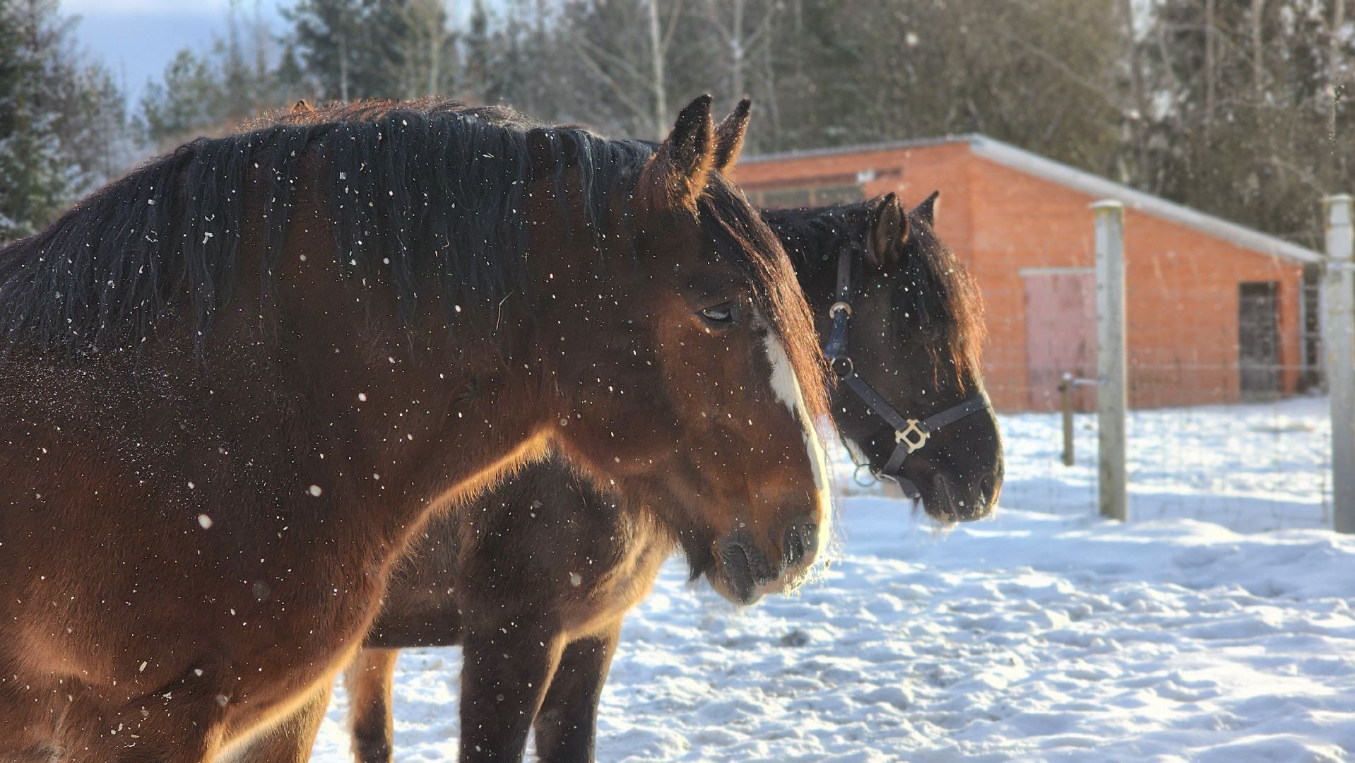 волоколамск, сычево, центр воспроизводства редких видов животных, пони, глафира, досуг,