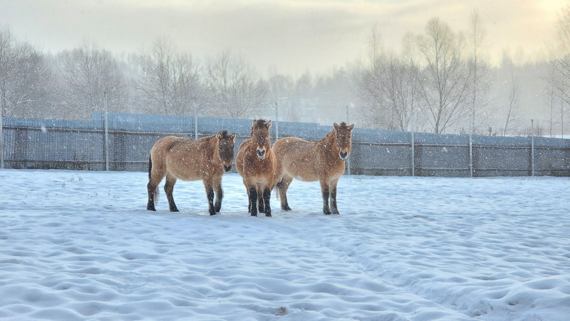 волоколамск, сычево, центр воспроизводства редких видов животных, пони, глафира, досуг,