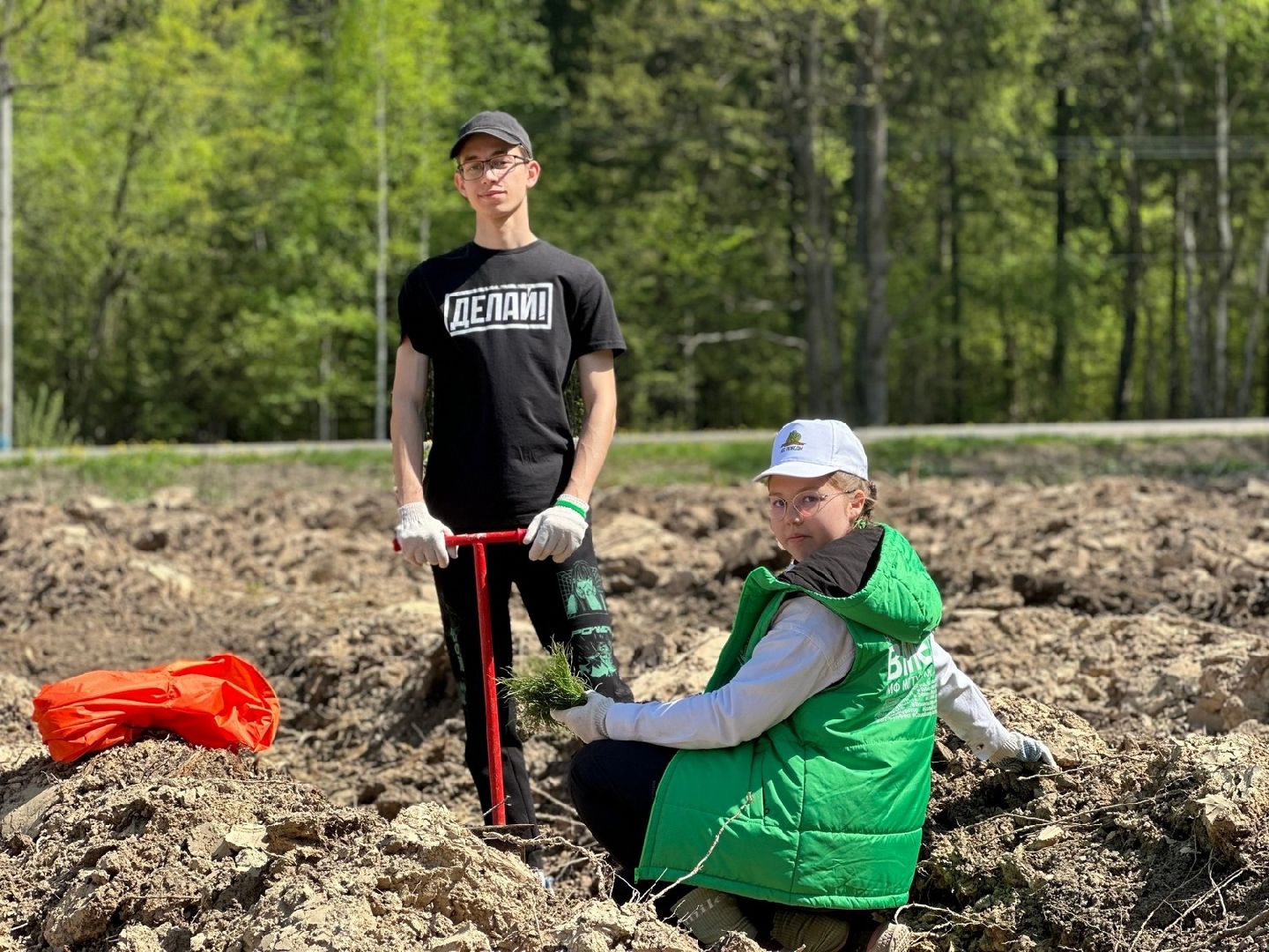 Долгопрудный, Лес Победы, сосны, сеянцы