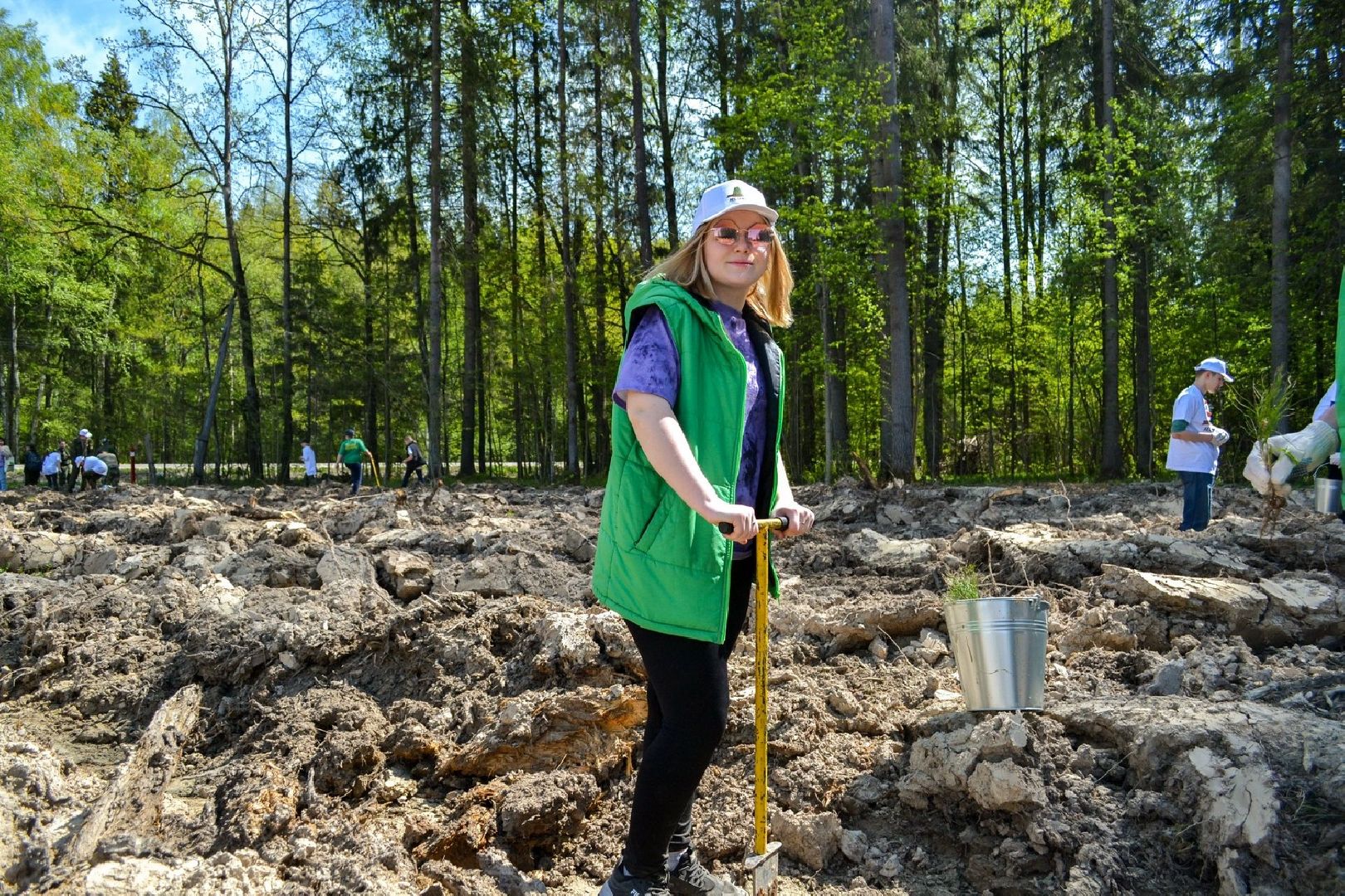 Долгопрудный, Лес Победы, сосны, сеянцы