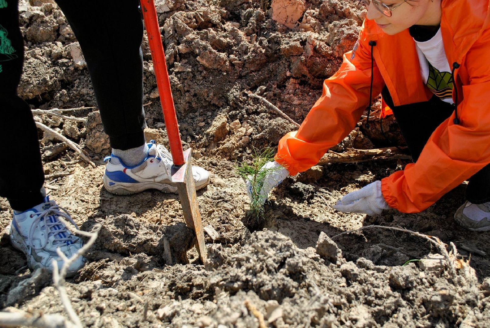 Долгопрудный, Лес Победы, сосны, сеянцы