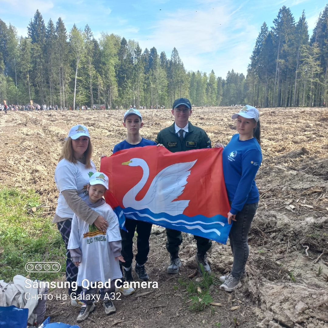 Долгопрудный, Лес Победы, сосны, сеянцы