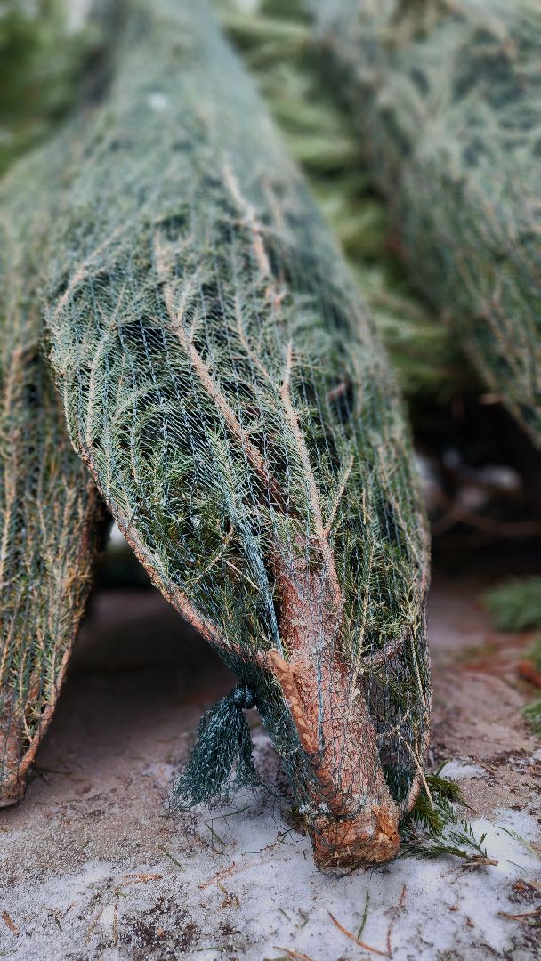 Руза, елочные базары, Новый год , Зима в подмосковье,