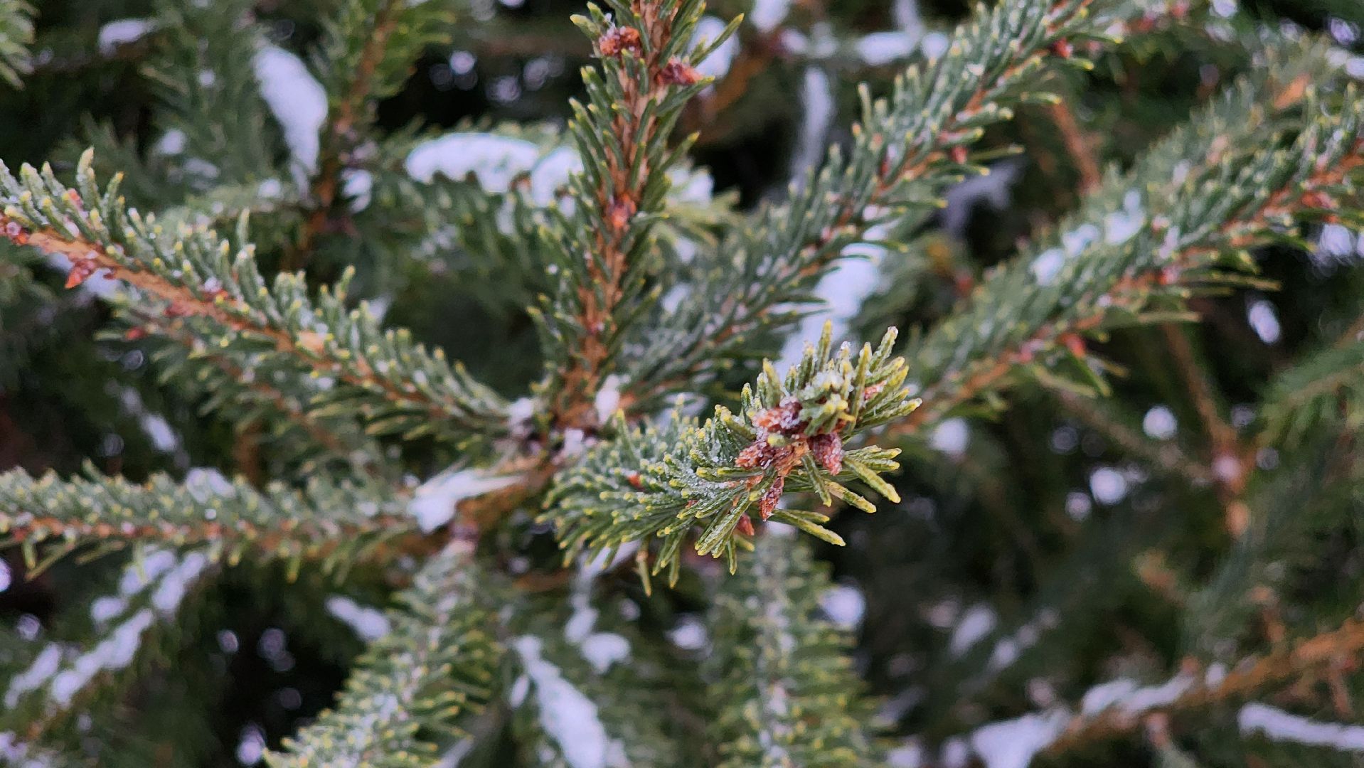 Руза, елочные базары, Новый год , Зима в подмосковье,