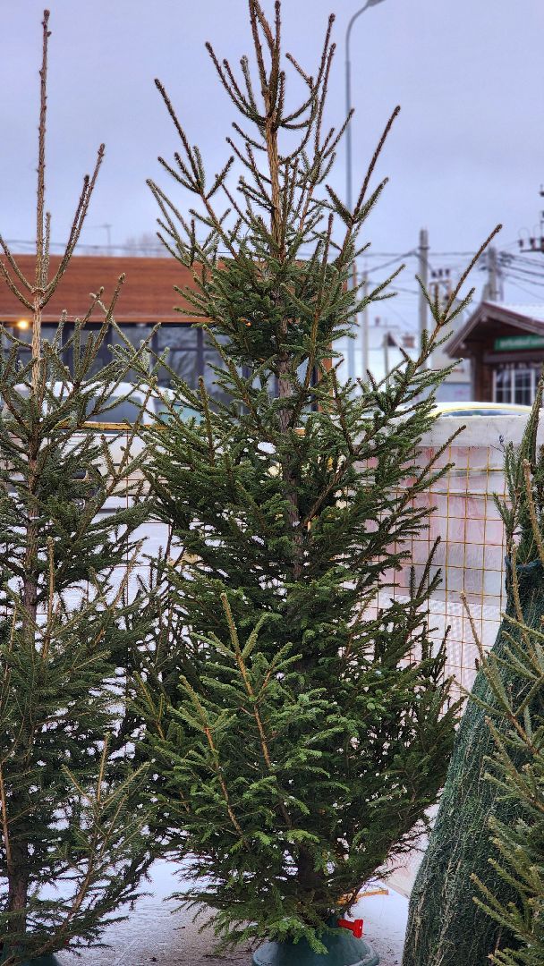 Руза, елочные базары, Новый год , Зима в подмосковье,