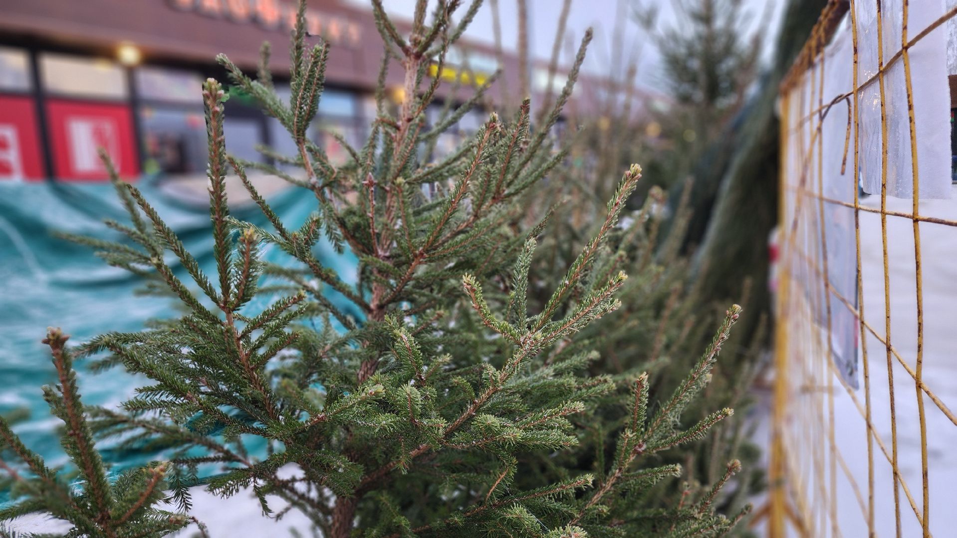 Руза, елочные базары, Новый год , Зима в подмосковье,