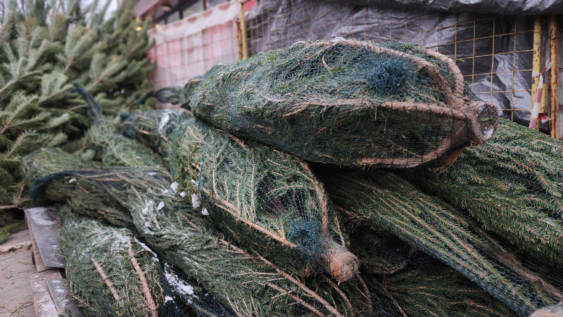 Руза, елочные базары, Новый год , Зима в подмосковье,