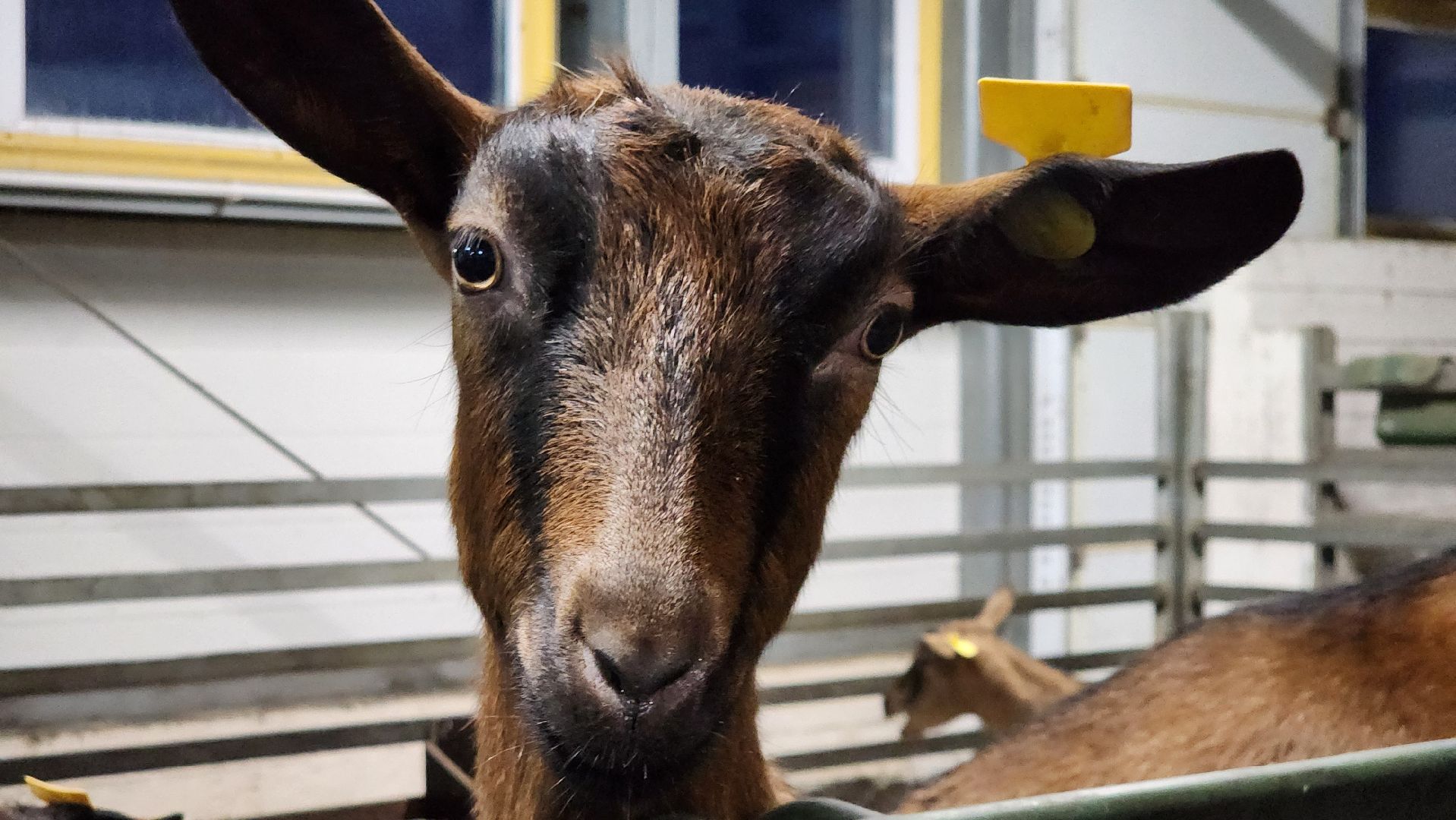 Луховицы , Былинкино, Новый год с Даринкой,