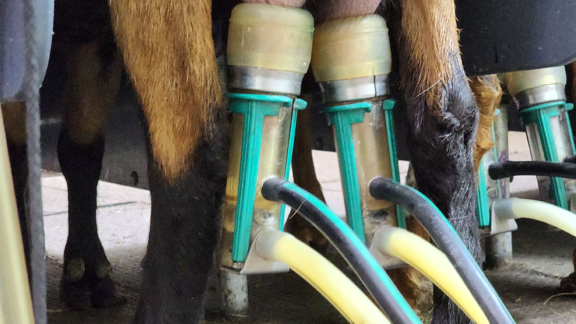 Луховицы , Былинкино, Новый год с Даринкой,