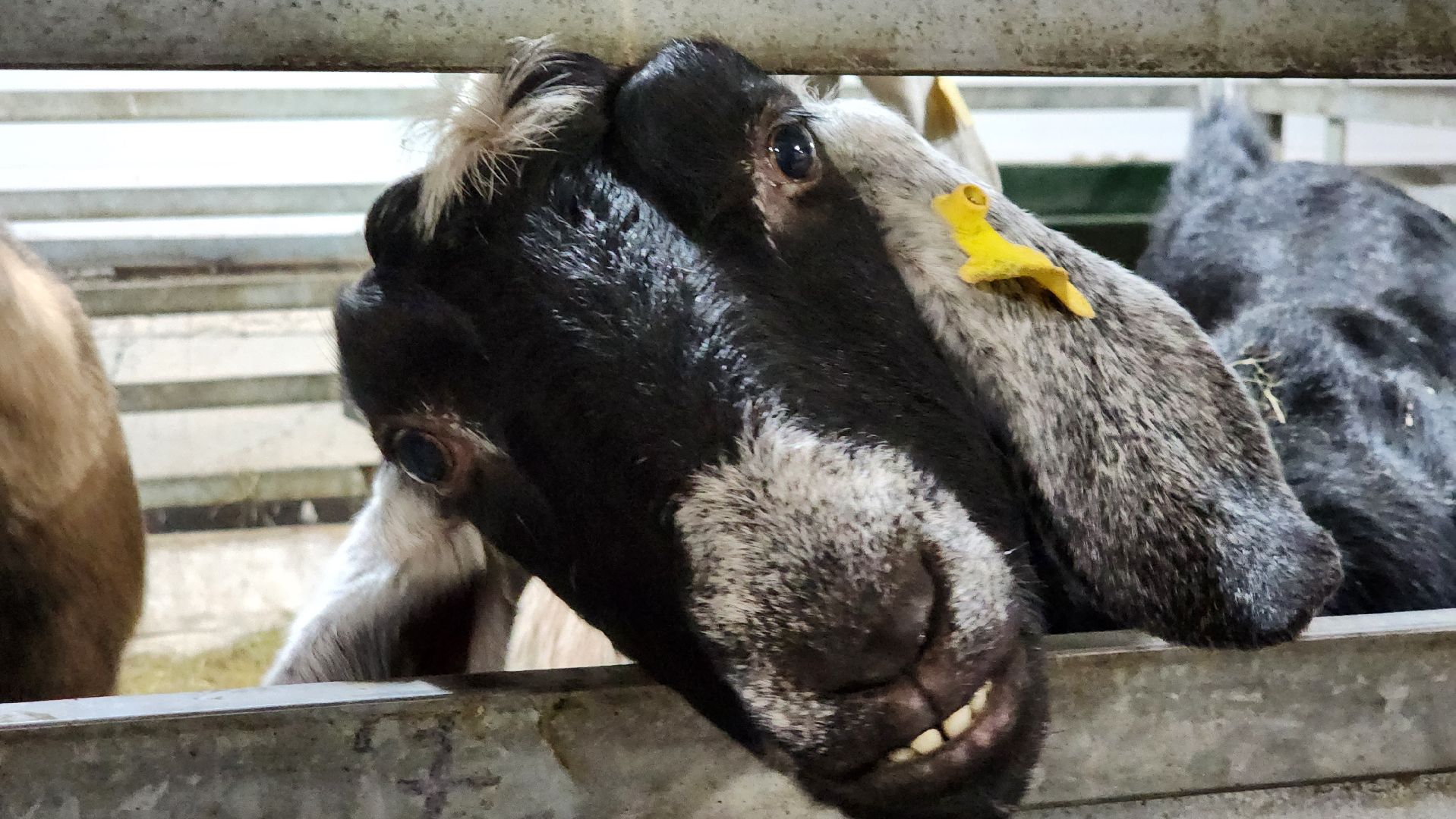 Луховицы , Былинкино, Новый год с Даринкой,