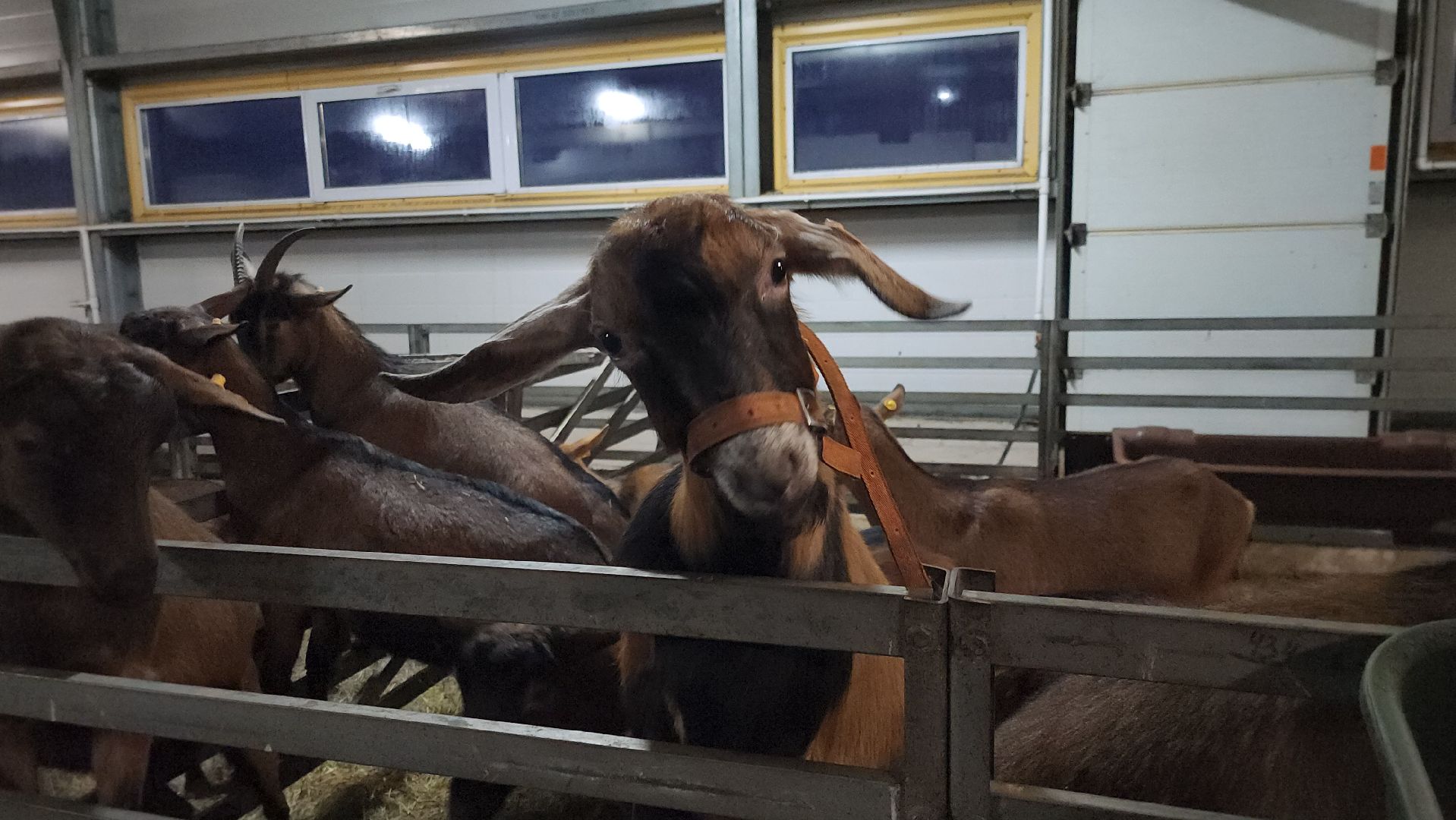 Луховицы , Былинкино, Новый год с Даринкой,