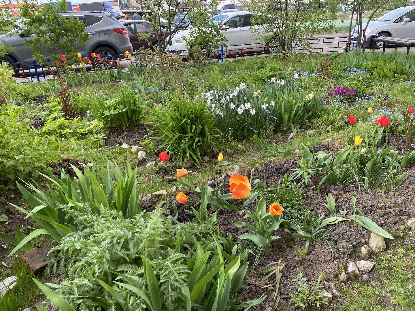 Чехов, благоустройство, жители, смородина, МКД
