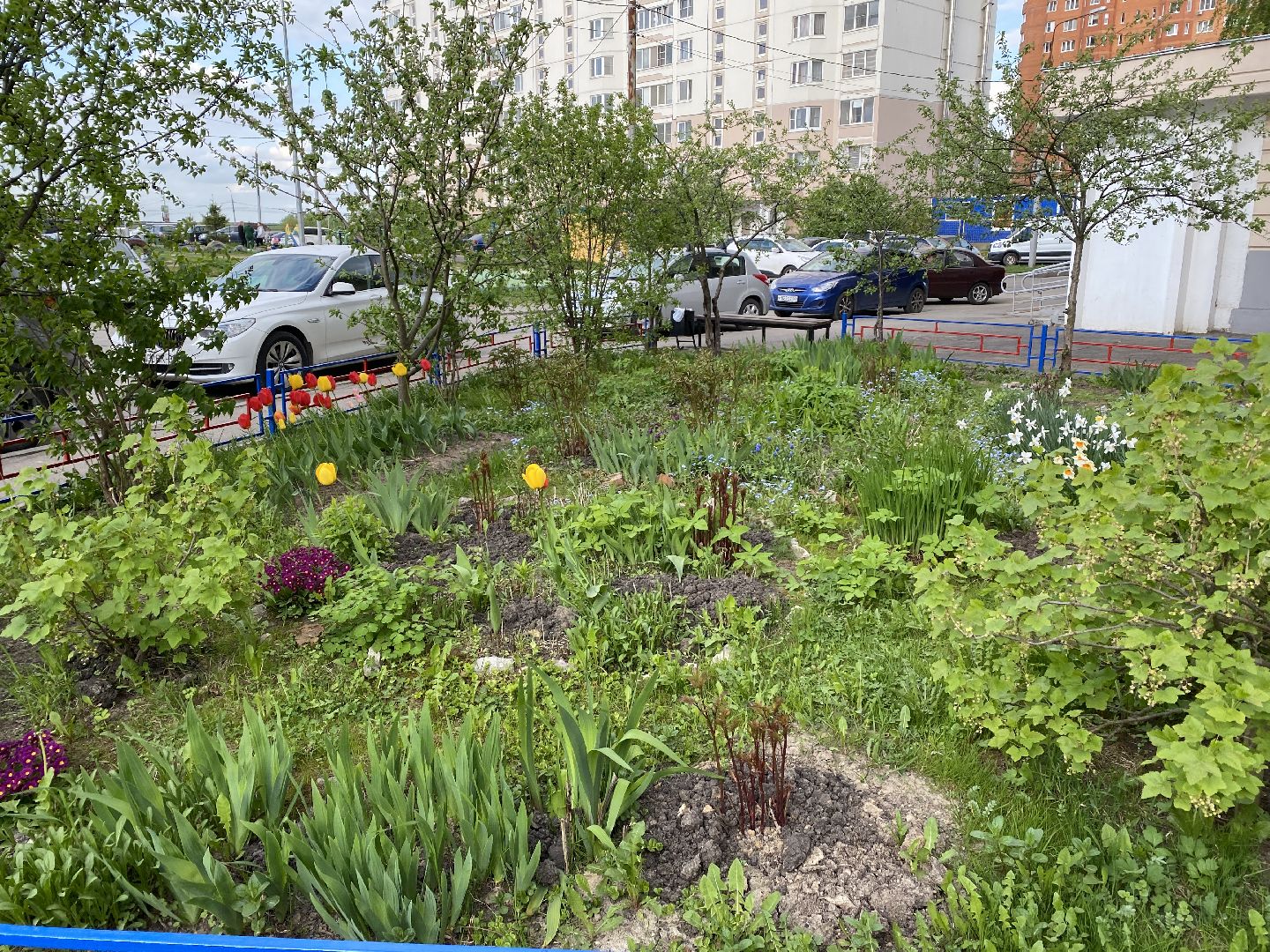 Чехов, благоустройство, жители, смородина, МКД