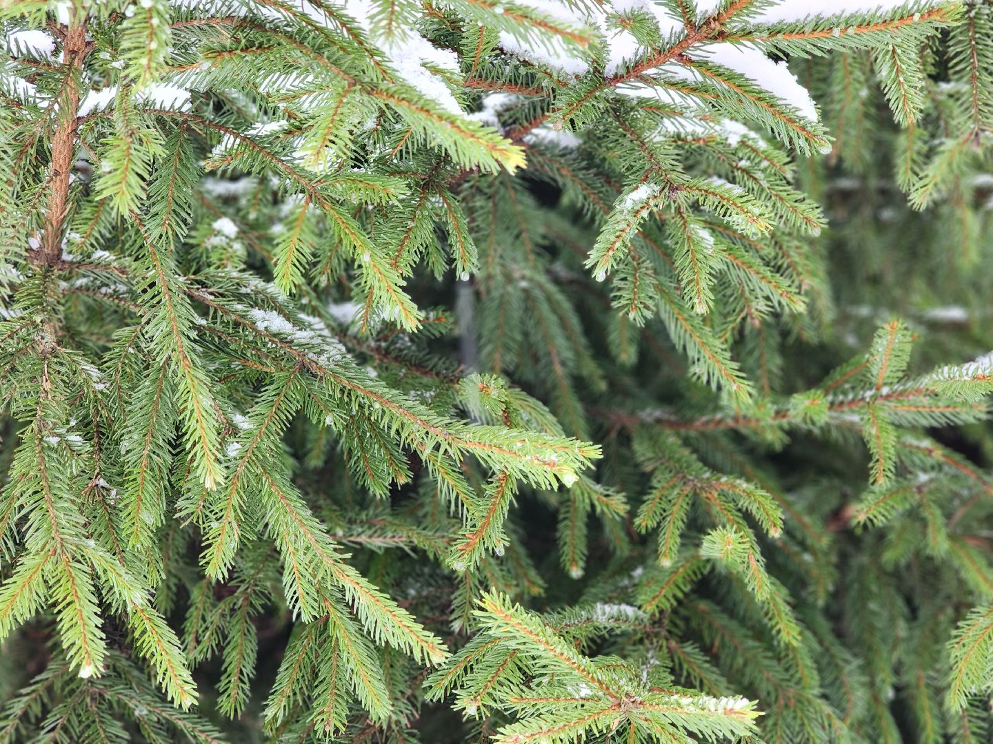 елочка-2025, мособллес, лесничества московской области, хвойные деревья, елка под охраной, незаконная вырубка елок, сергиев посад, сергиево-посадский городской округ,