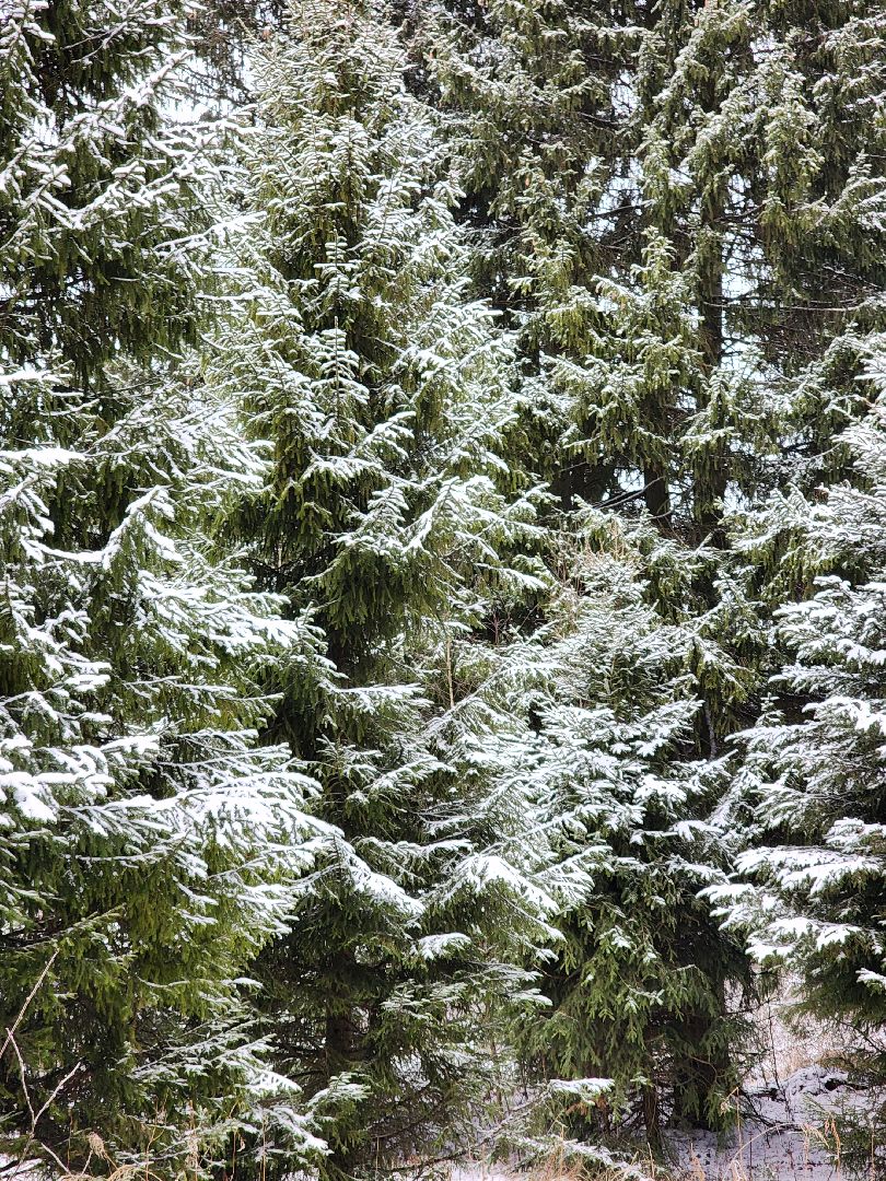 елочка-2025, мособллес, лесничества московской области, хвойные деревья, елка под охраной, незаконная вырубка елок, сергиев посад, сергиево-посадский городской округ,