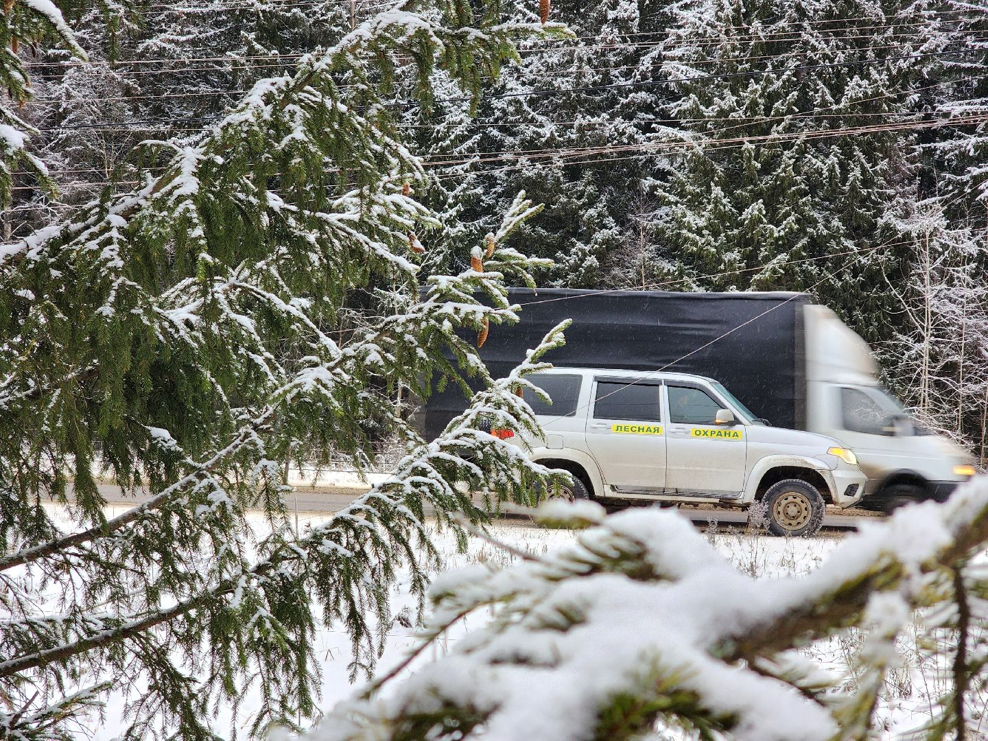 елочка-2025, мособллес, лесничества московской области, хвойные деревья, елка под охраной, незаконная вырубка елок, сергиев посад, сергиево-посадский городской округ,