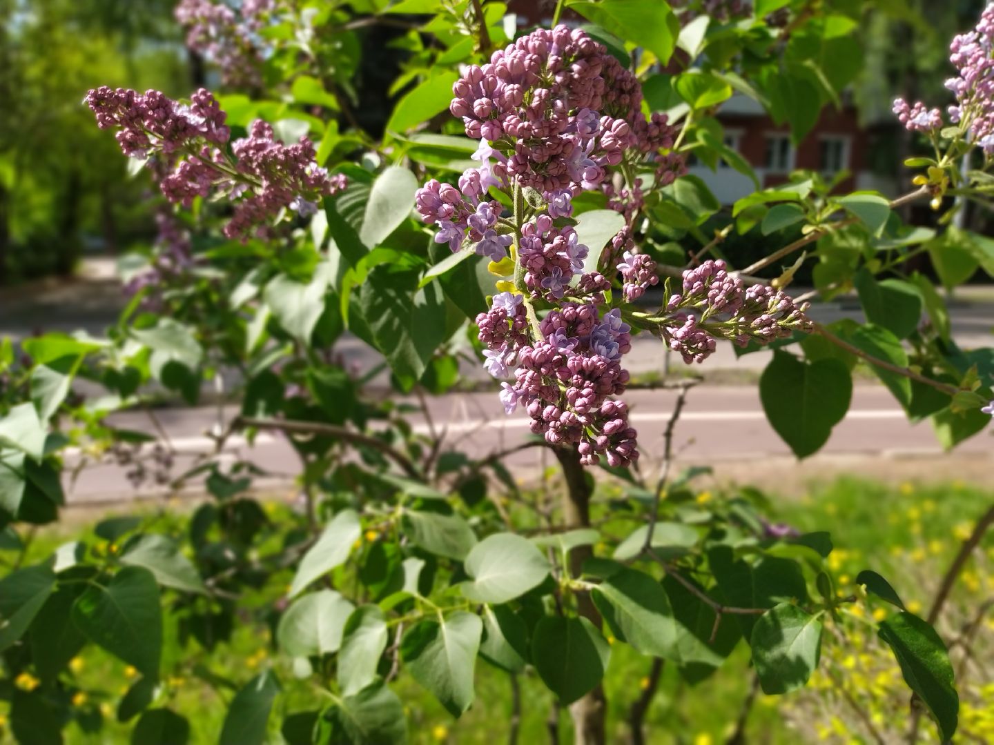 Сирень, парк, цветение, май