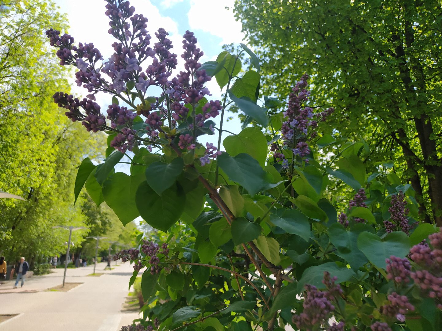 Сирень, парк, цветение, май