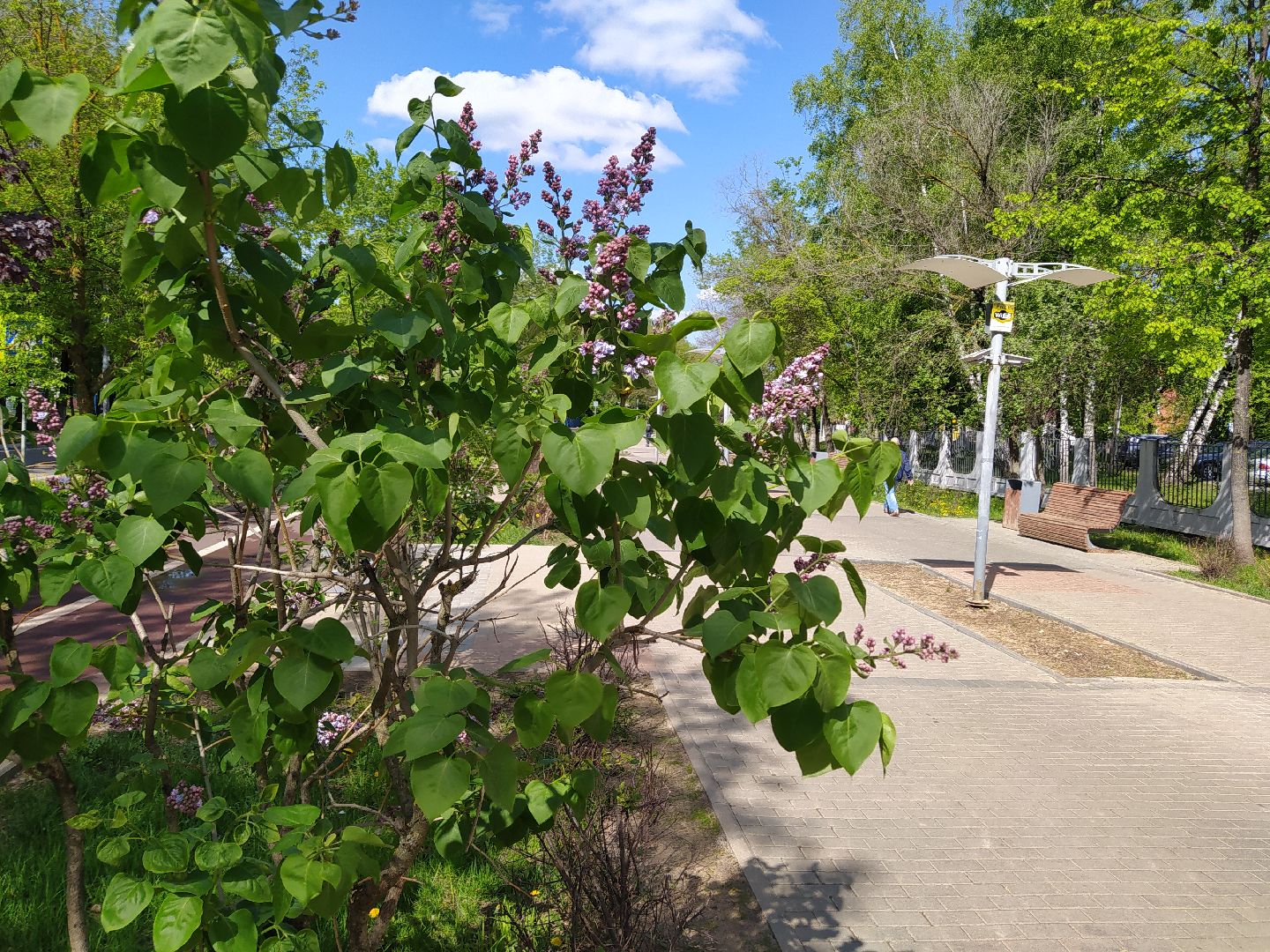 Сирень, парк, цветение, май