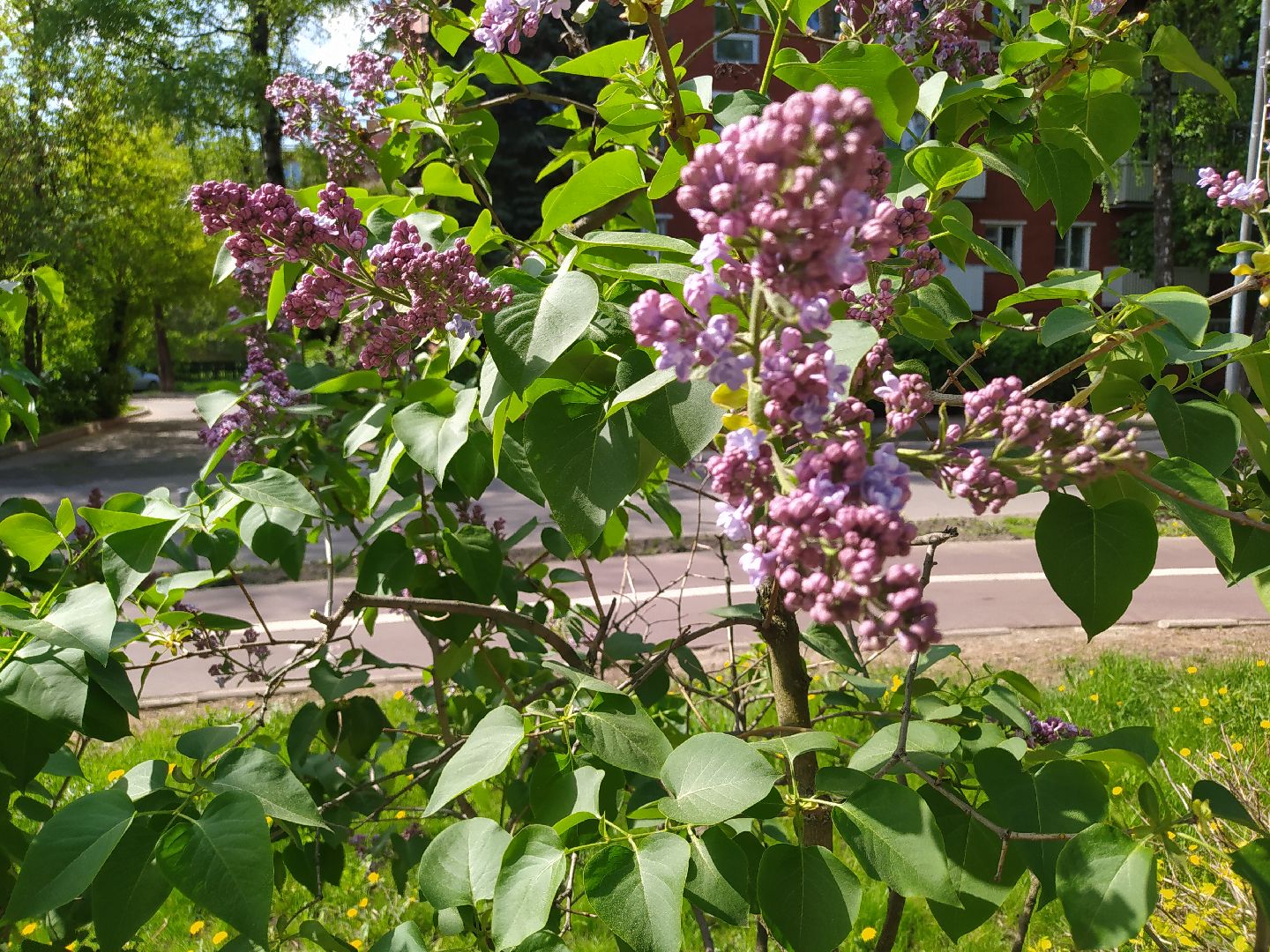 Сирень, парк, цветение, май