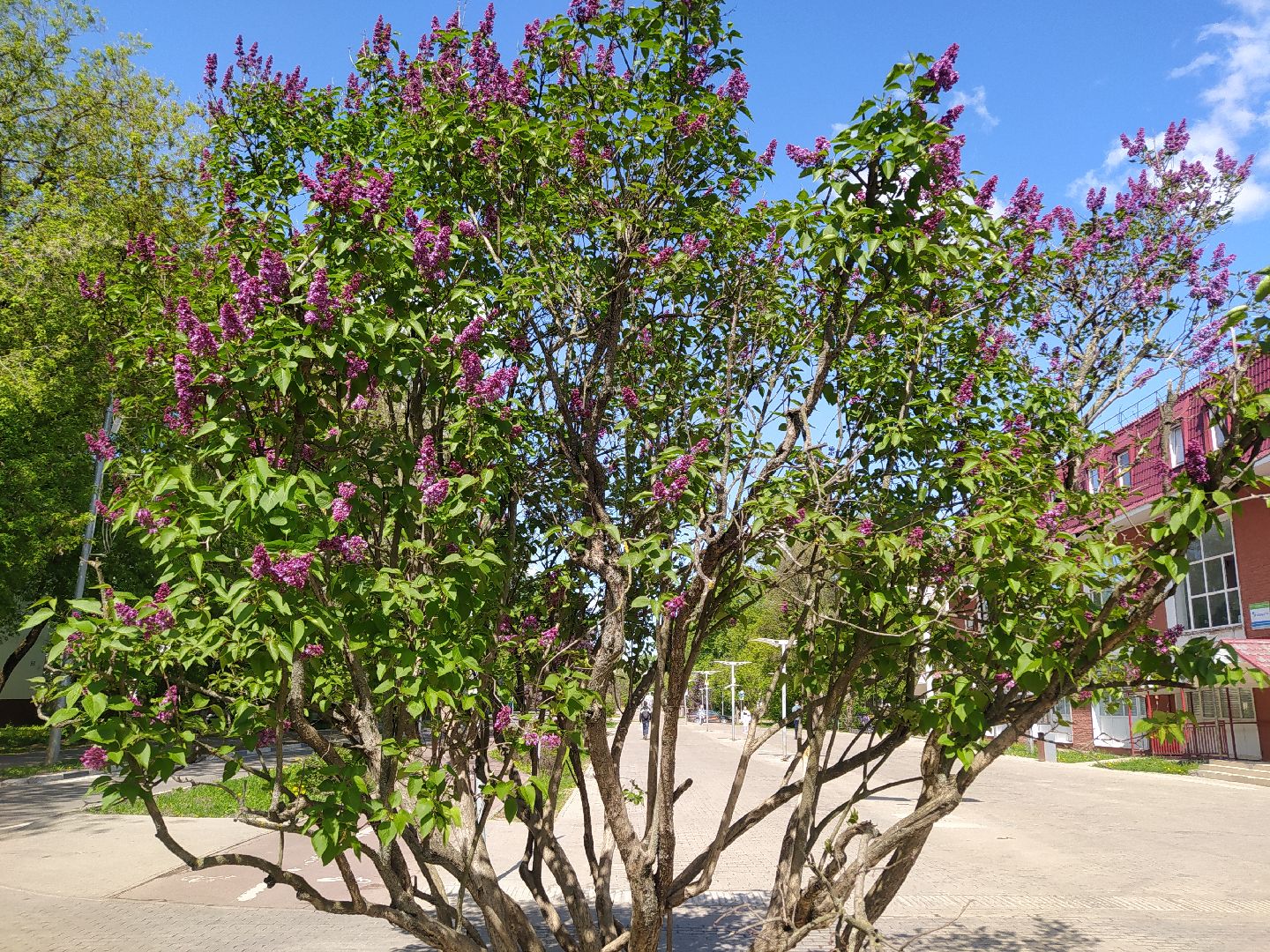 Сирень, парк, цветение, май